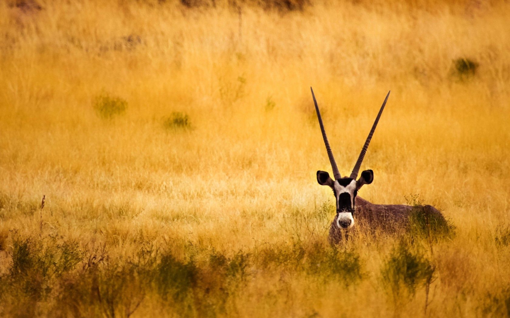 savanna, animals, horns, antelope