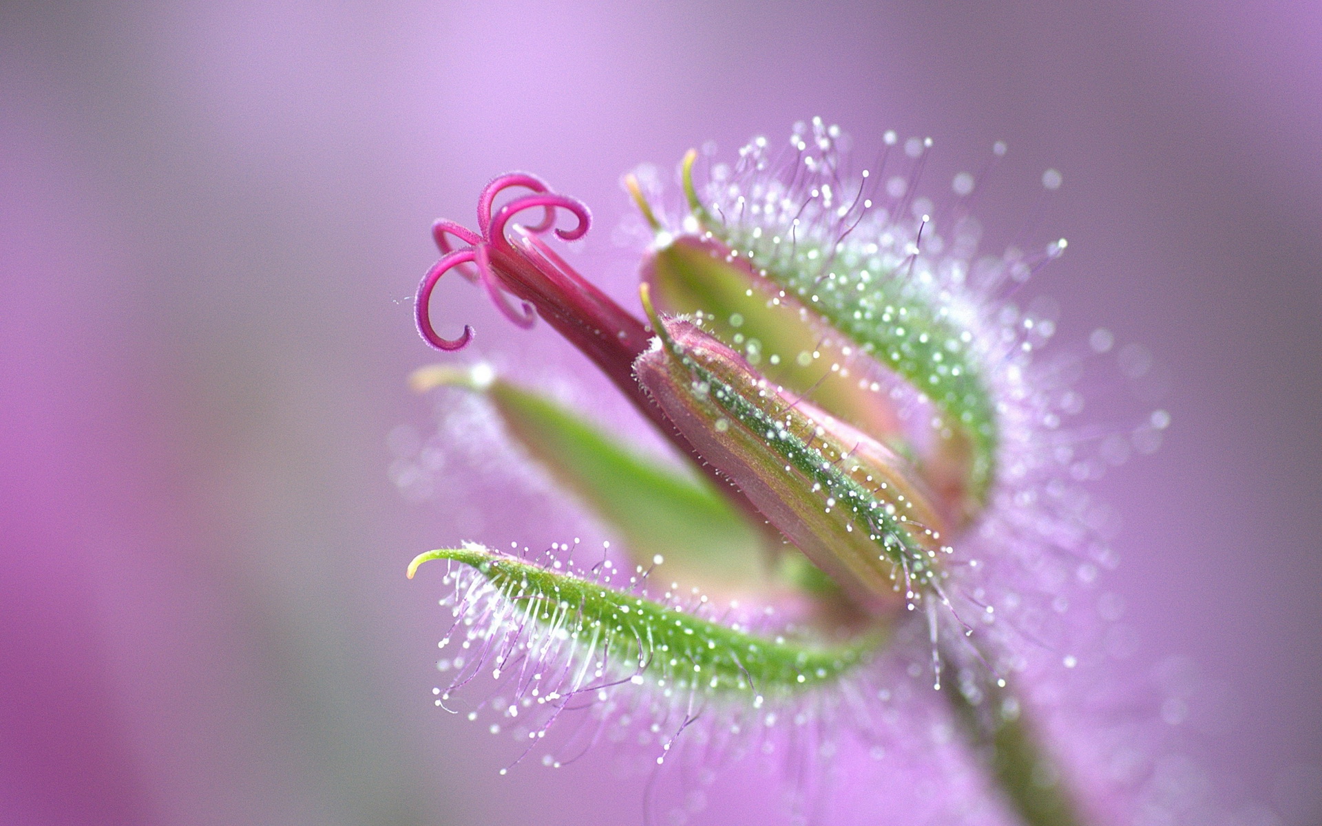 Descarga gratuita de fondo de pantalla para móvil de Flores, Flor, Tierra/naturaleza.