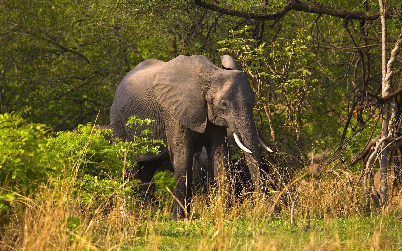 Baixar papel de parede para celular de Animais, Elefante Da Savana gratuito.