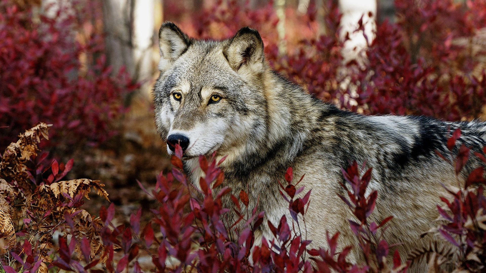 Free download wallpaper Wolf, Animal on your PC desktop