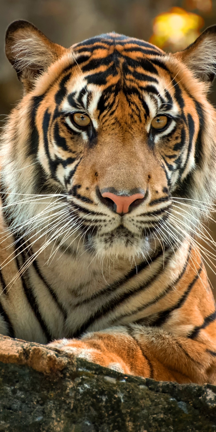 Download mobile wallpaper Cats, Tiger, Animal for free.