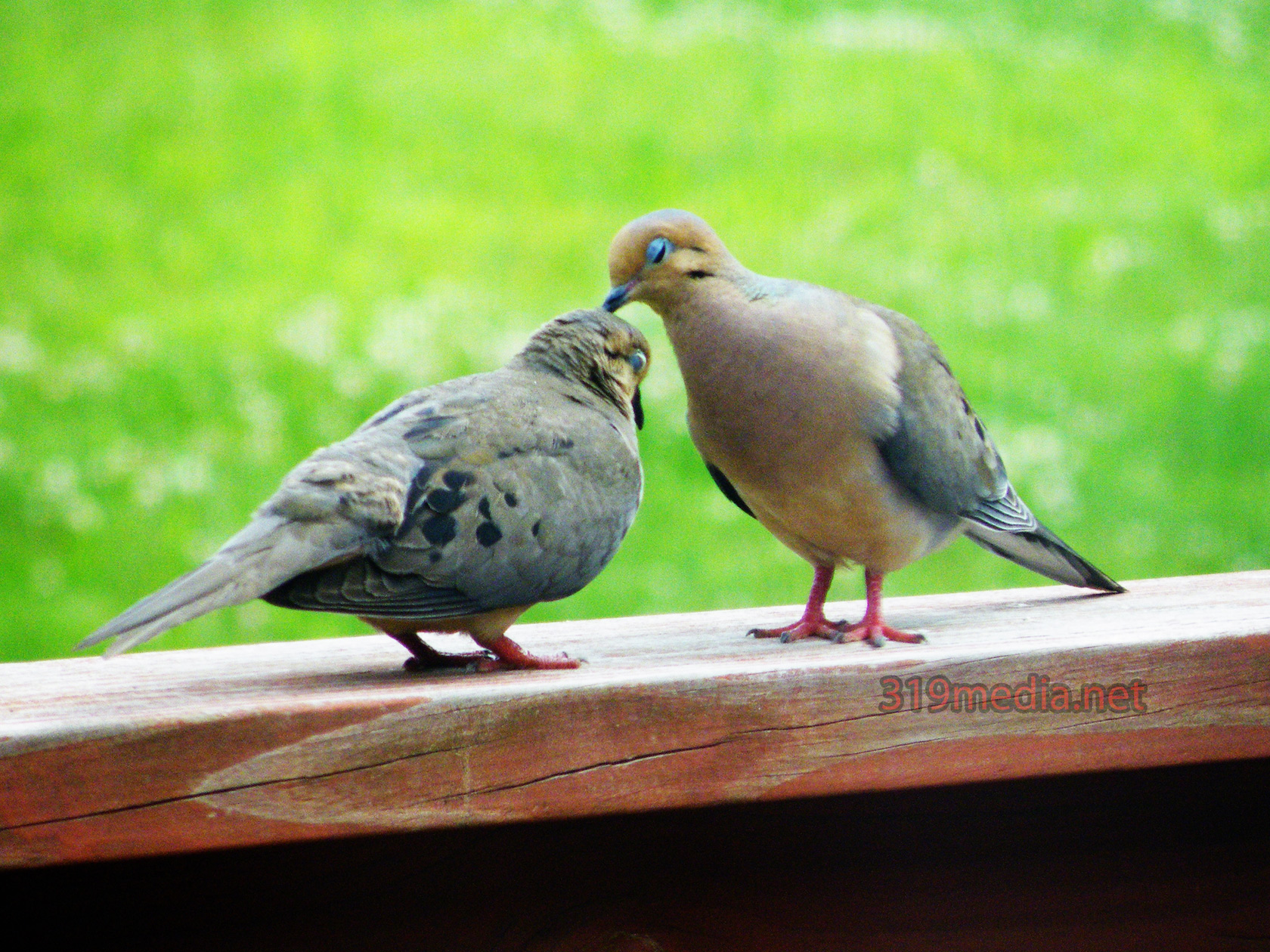 Free download wallpaper Nature, Birds, Love, Bird, Animal, Dove on your PC desktop