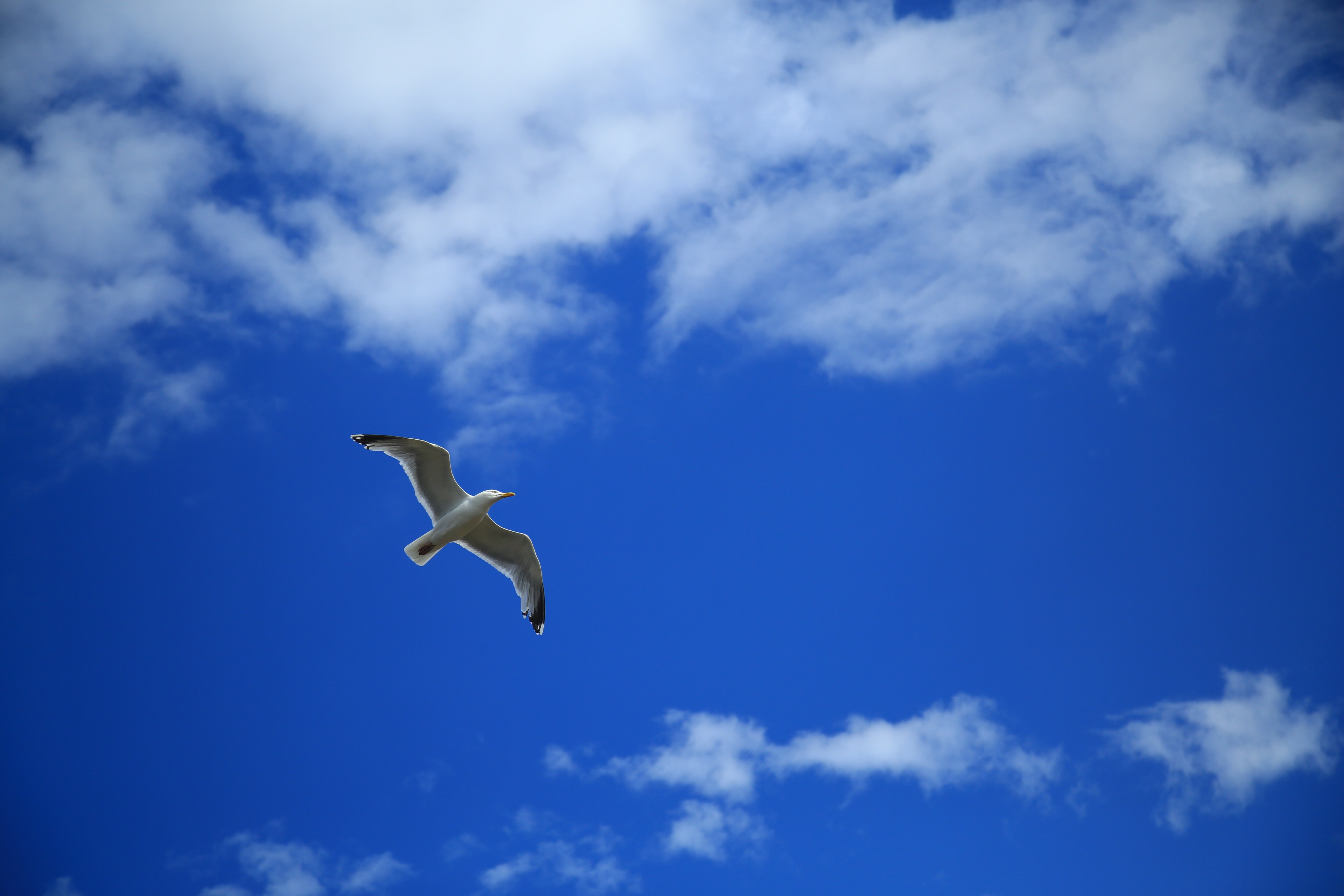 129365 скачать обои чайка, птица, небо, животные, облака, полет - заставки и картинки бесплатно