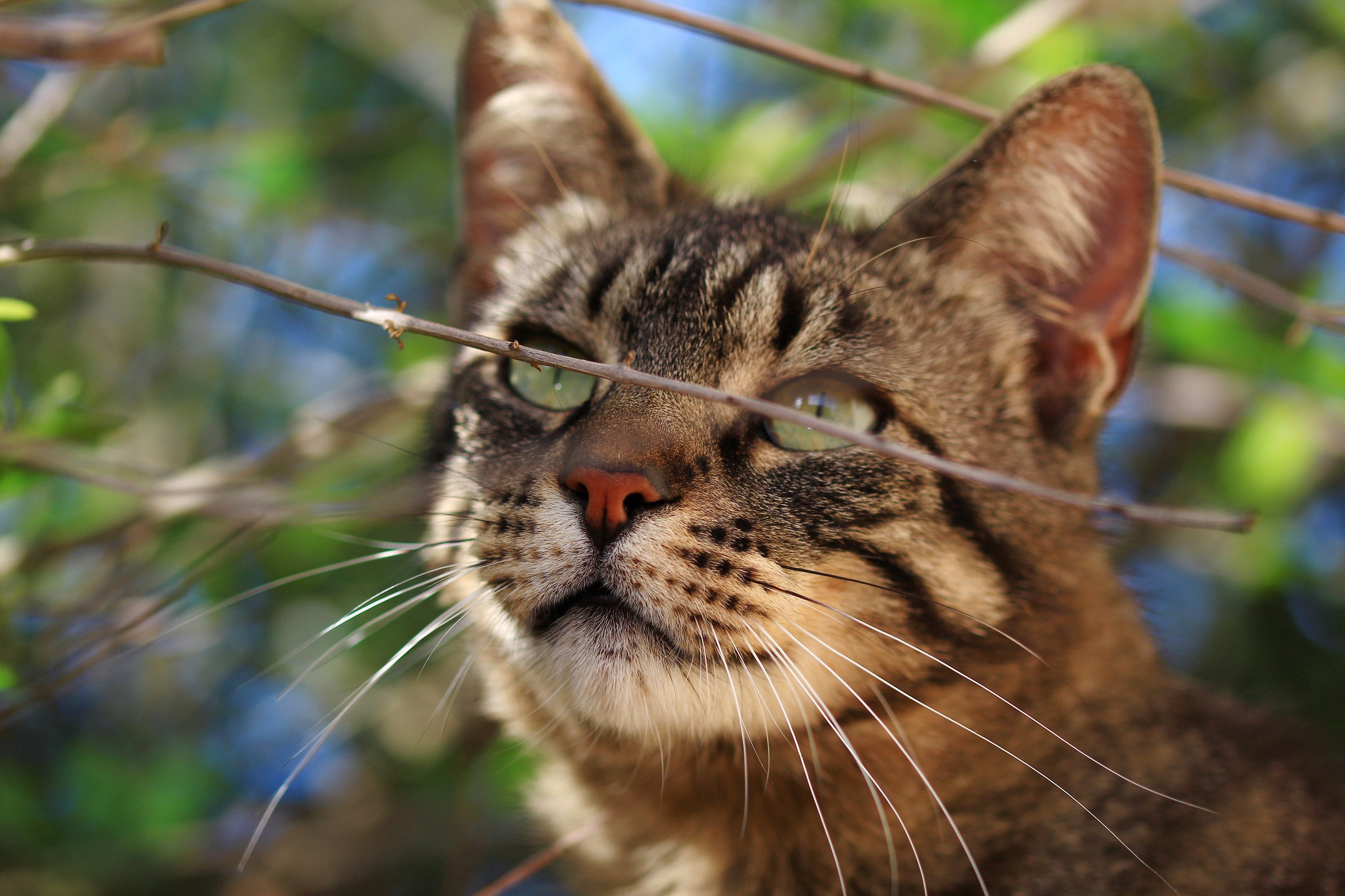 Laden Sie das Katze, Katzen, Tiere-Bild kostenlos auf Ihren PC-Desktop herunter