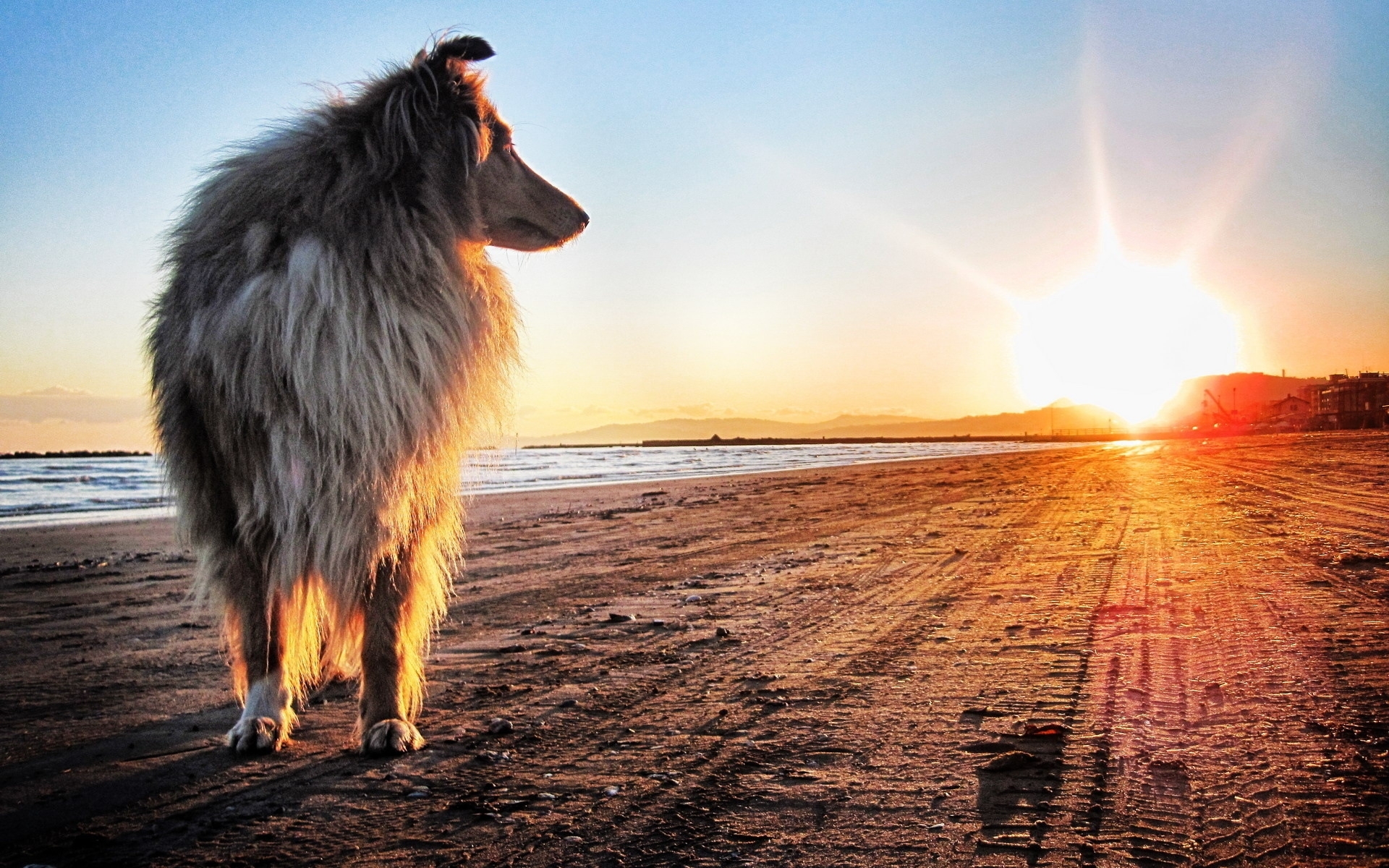 Free download wallpaper Animals, Landscape, Dogs, Dawn on your PC desktop