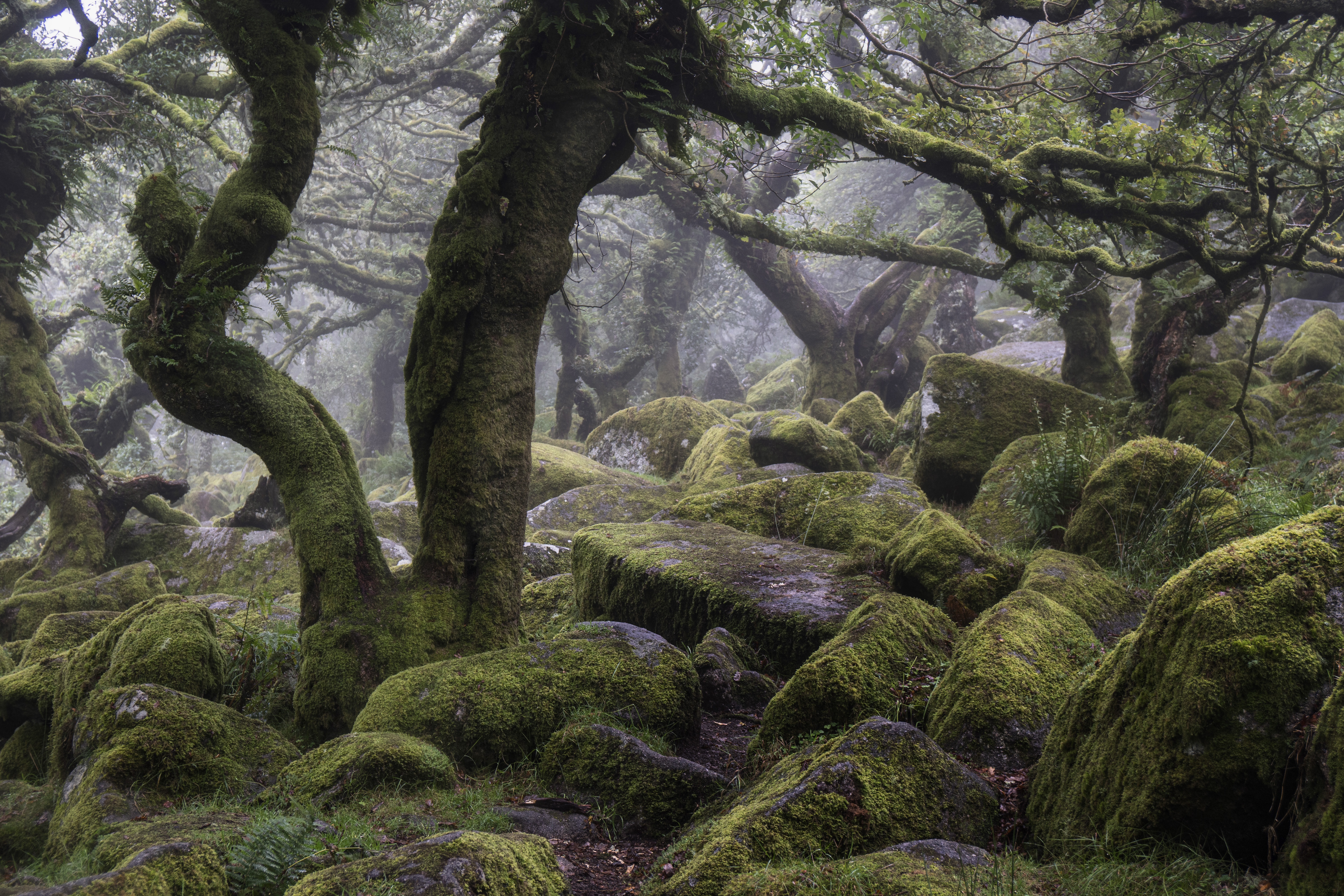 Free download wallpaper Forest, Tree, Fog, Earth, Stone, Moss on your PC desktop