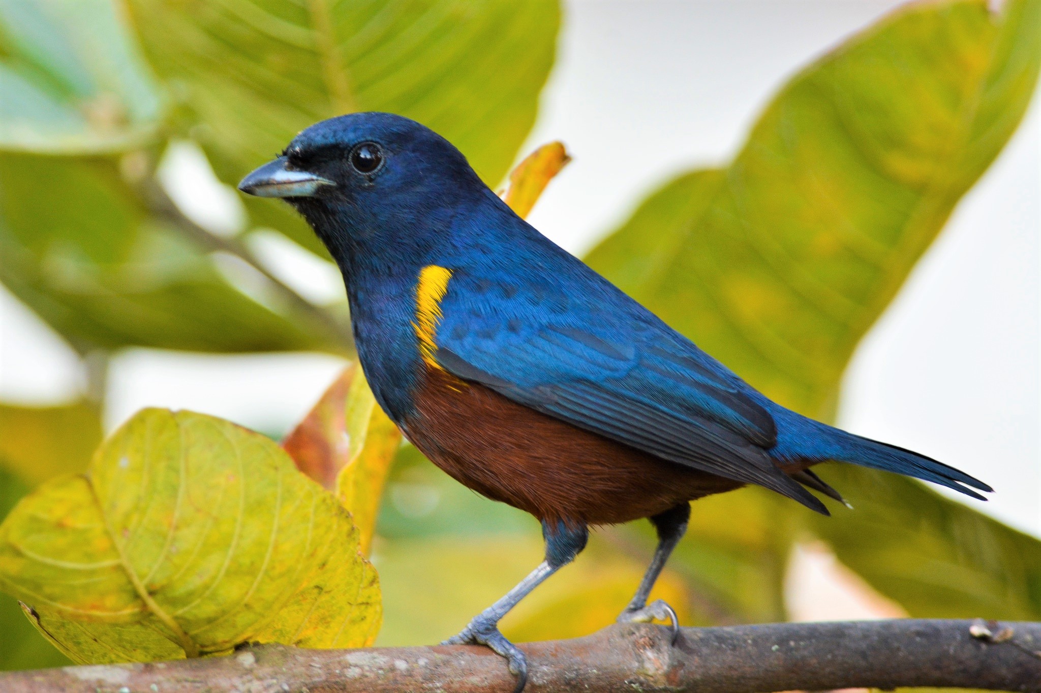 Laden Sie das Vogel, Vögel, Tiere-Bild kostenlos auf Ihren PC-Desktop herunter