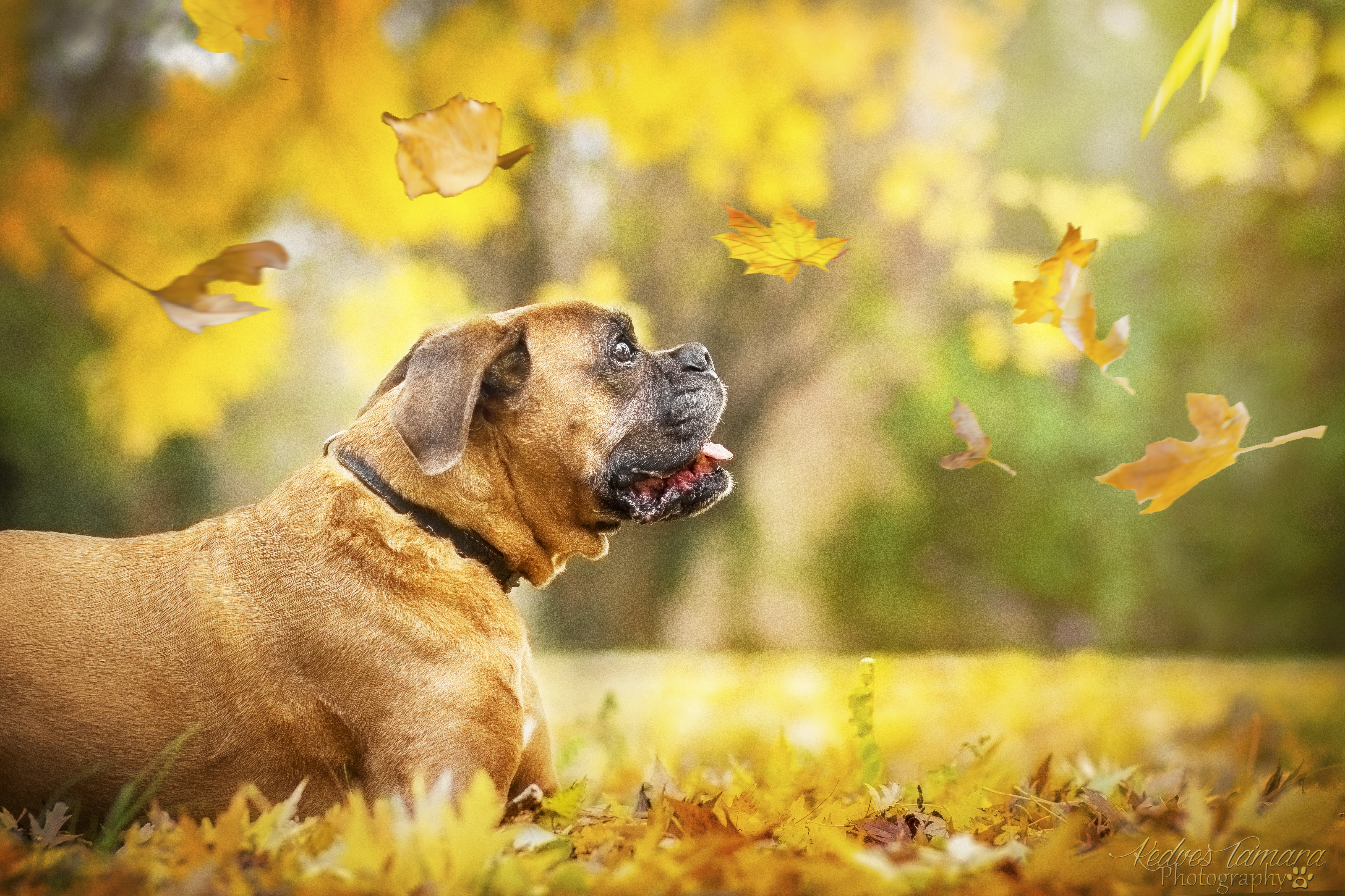Handy-Wallpaper Tiere, Hunde, Herbst, Hund, Blatt, Boxer, Tiefenschärfe, Boxer (Hund) kostenlos herunterladen.