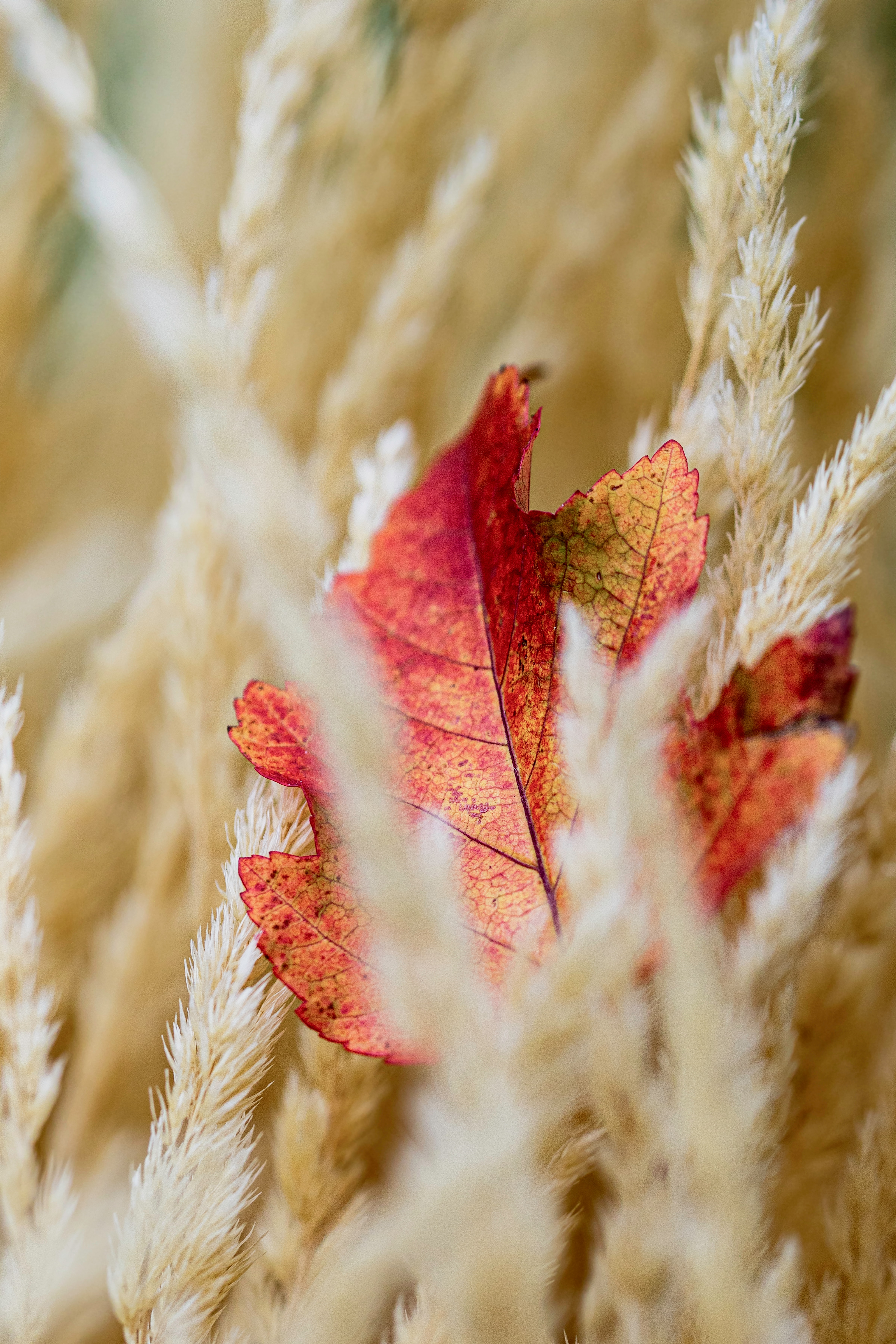 Download mobile wallpaper Ears, Spikes, Sheet, Leaf, Veins, Macro, Autumn for free.