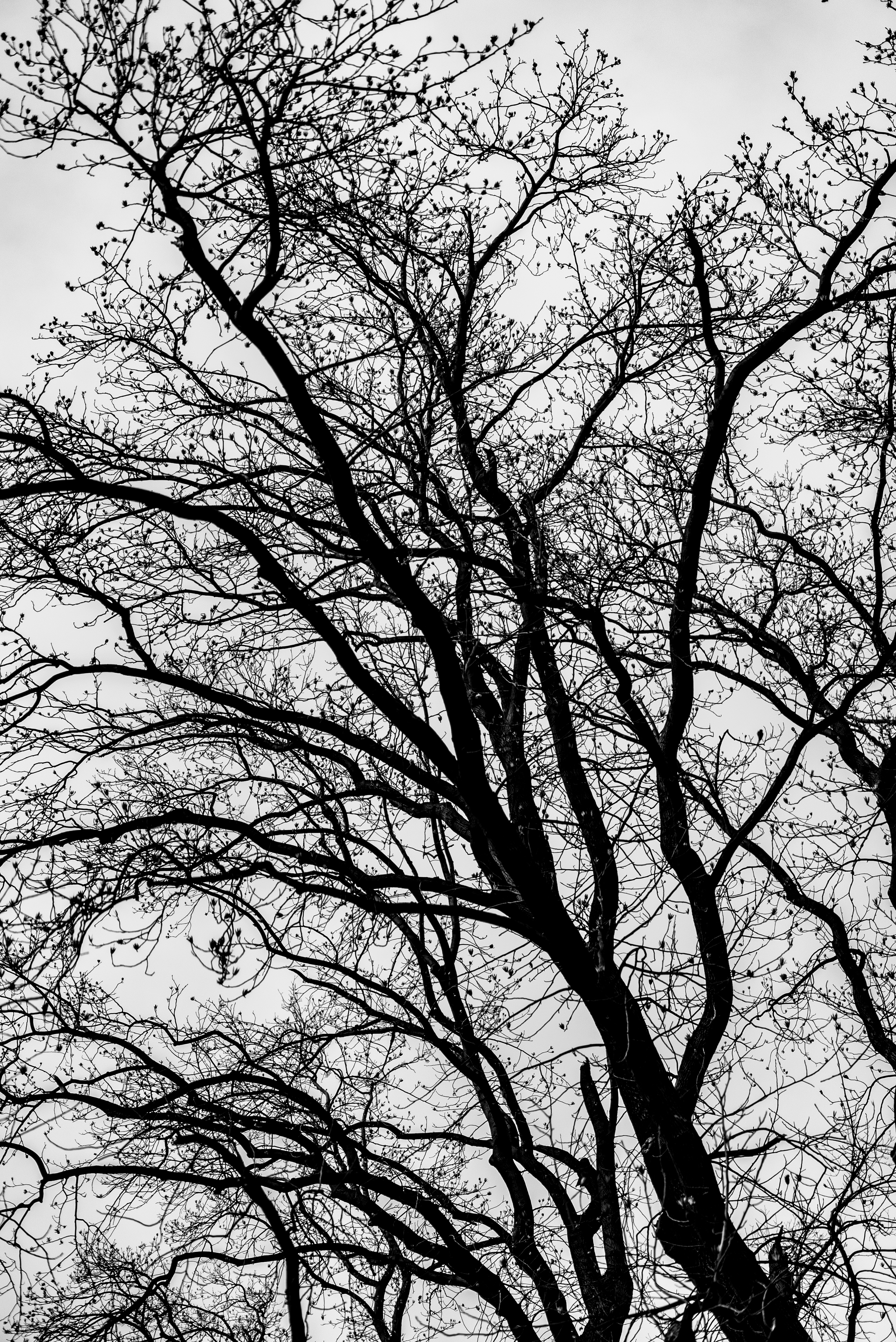 Free download wallpaper Nature, Trees, Branches, Bw, Chb on your PC desktop