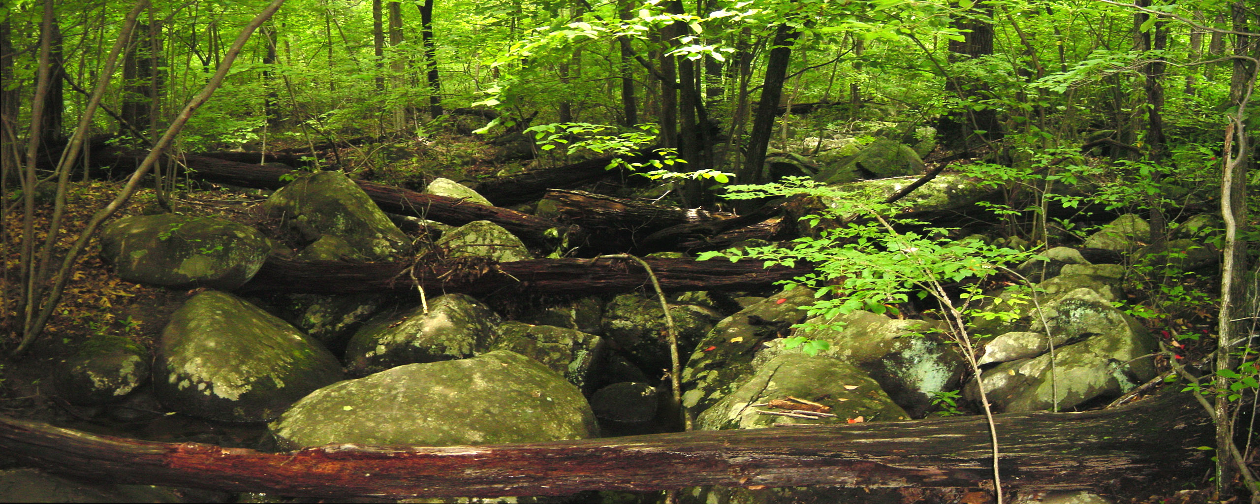 Handy-Wallpaper Wald, Erde/natur kostenlos herunterladen.