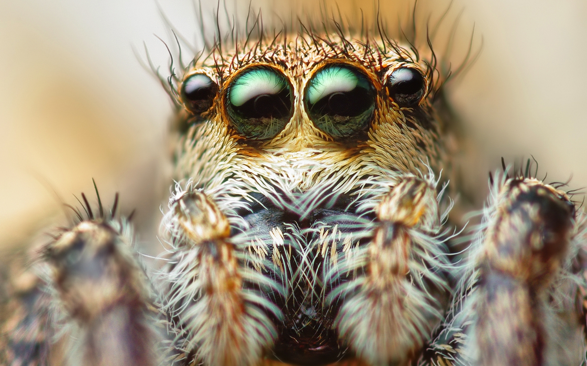 Free download wallpaper Animal, Spider on your PC desktop