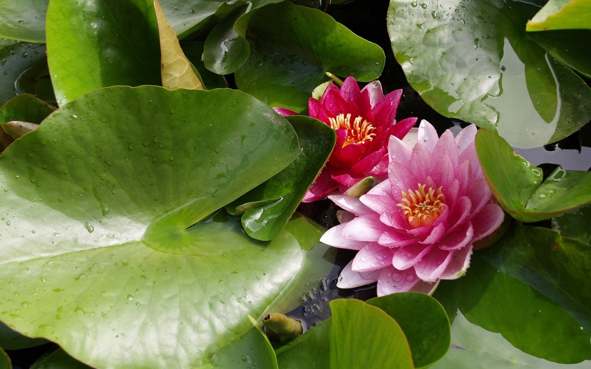 Download mobile wallpaper Water Lily, Flowers, Earth for free.