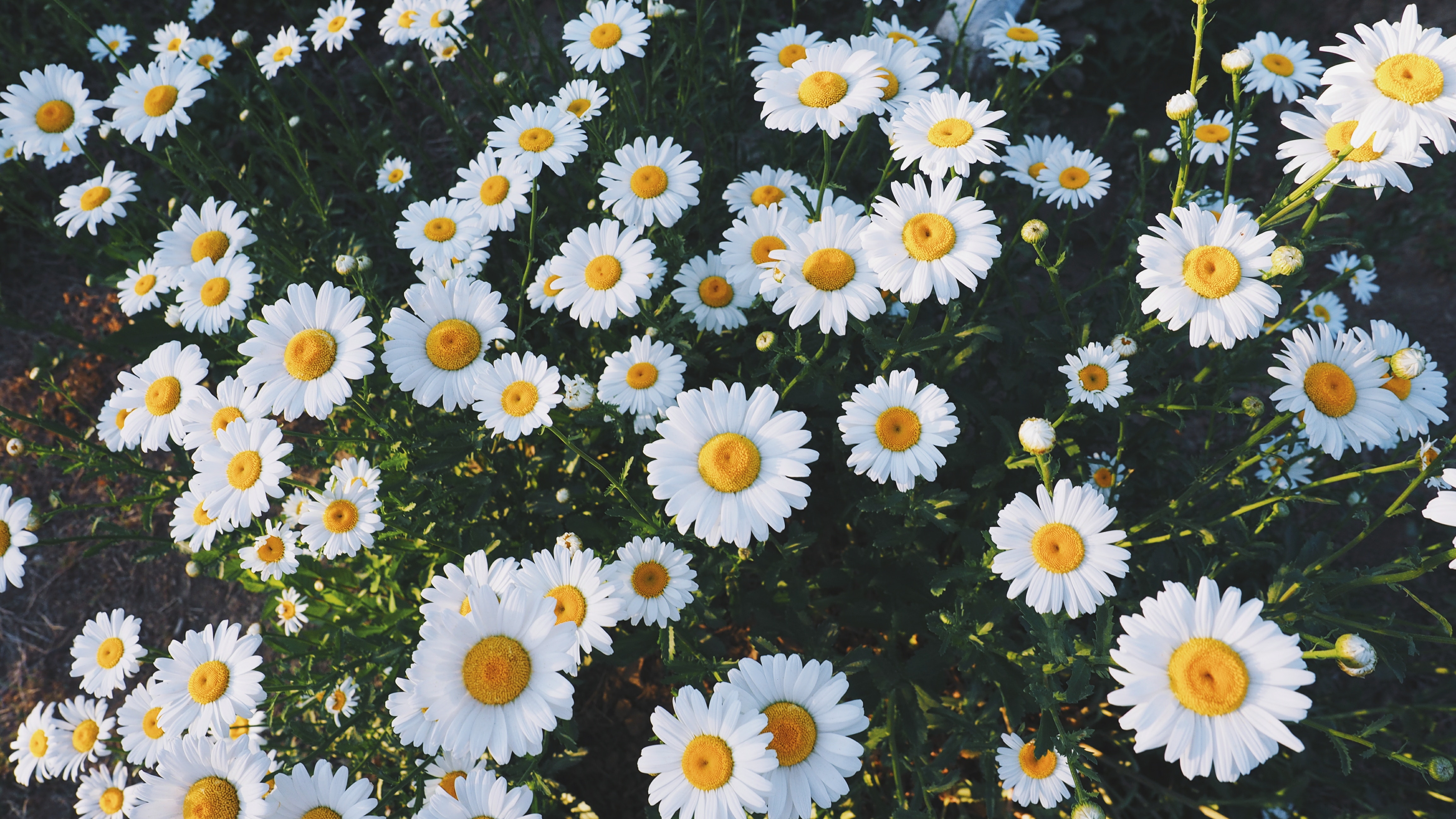 121501 descargar imagen flores, hierba, camomila, polyana, claro: fondos de pantalla y protectores de pantalla gratis