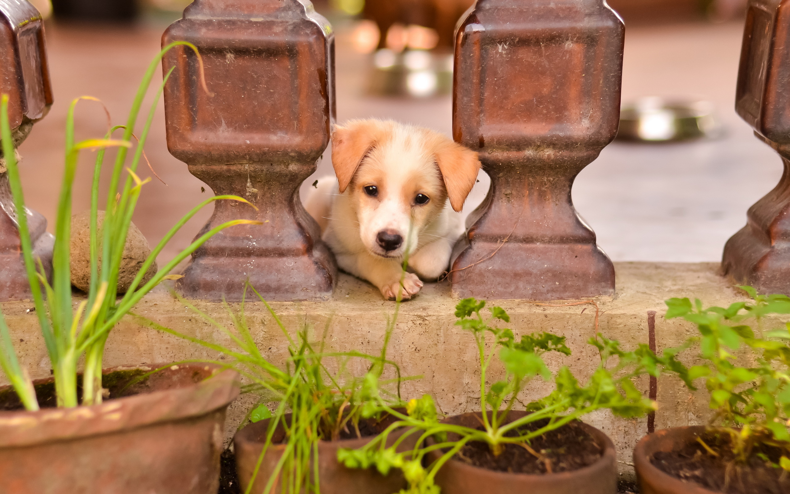 Free download wallpaper Dogs, Dog, Animal, Puppy, Baby Animal on your PC desktop