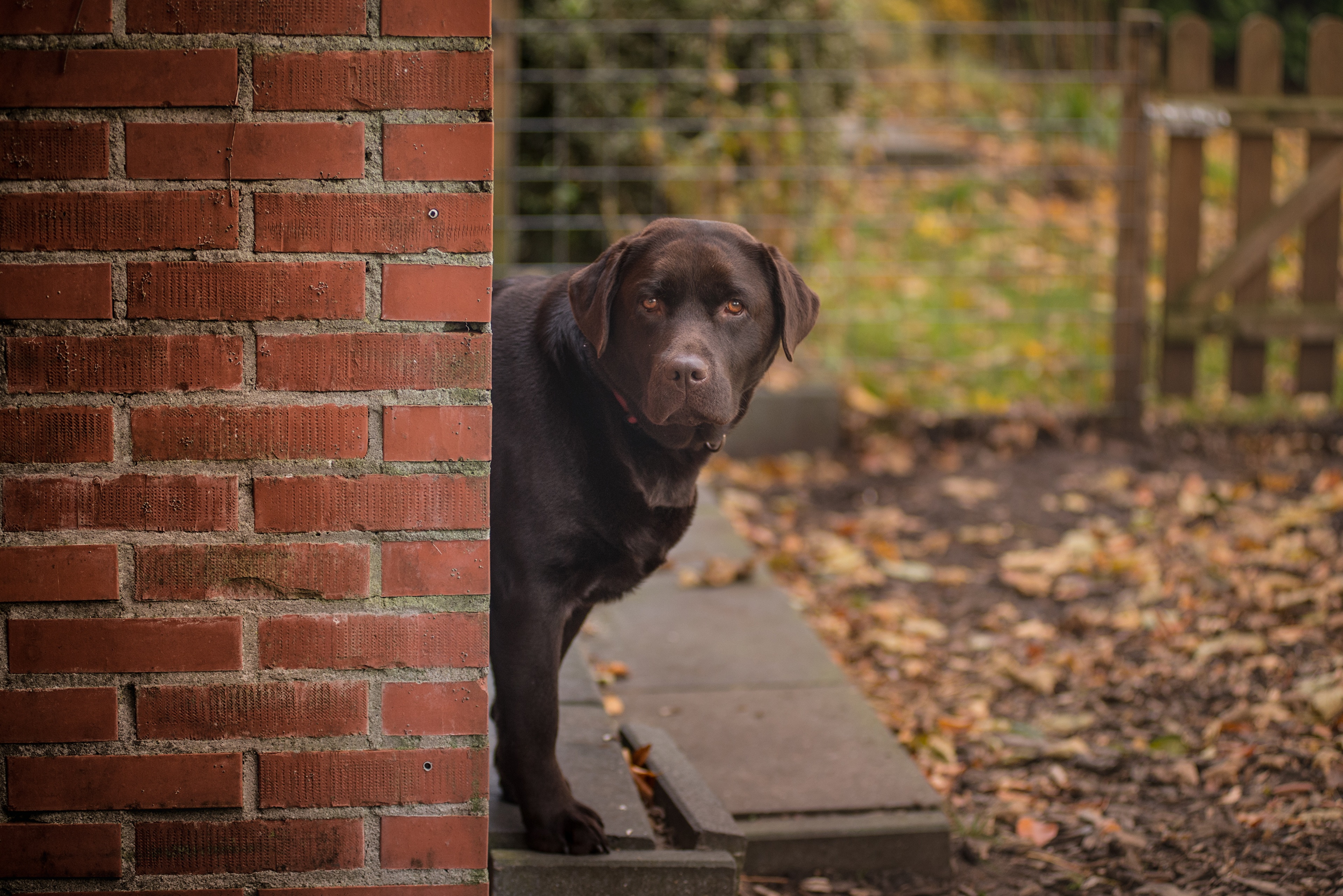 Descarga gratis la imagen Animales, Perros, Perro, Labrador Retriever en el escritorio de tu PC