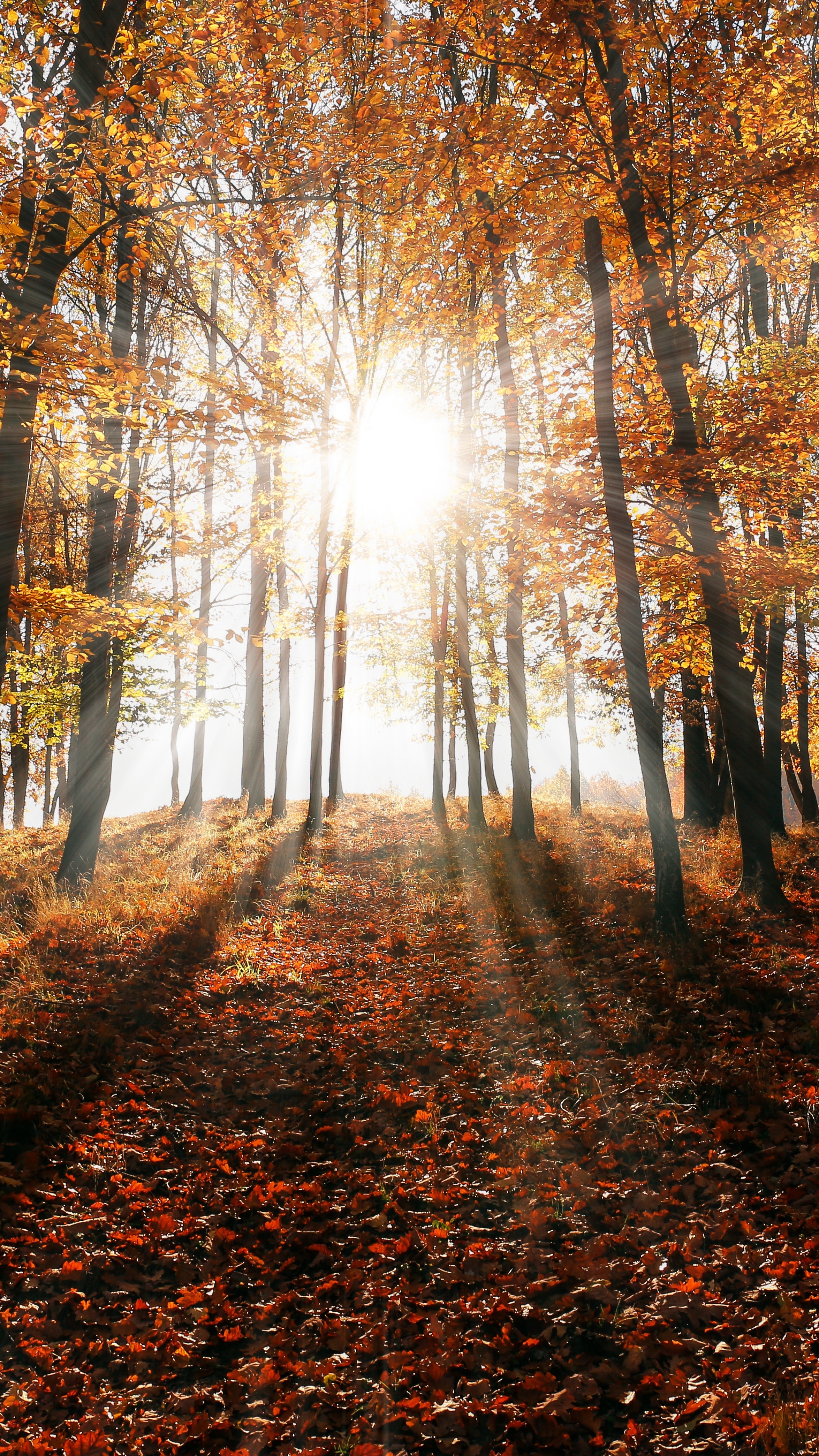 Download mobile wallpaper Nature, Forest, Fall, Earth, Sunbeam for free.