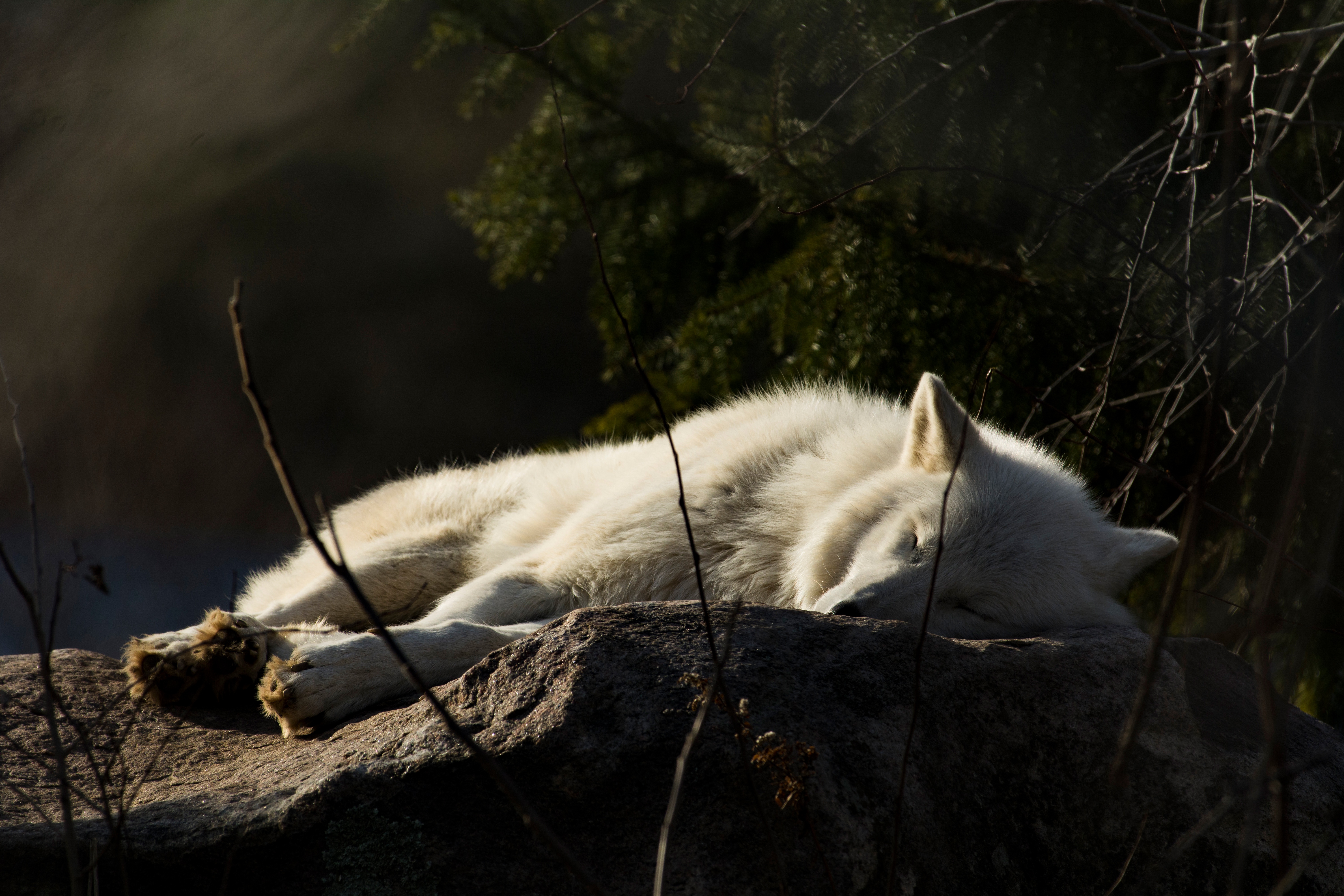 Download mobile wallpaper Wolf, Animal, Sleeping, Wolves for free.