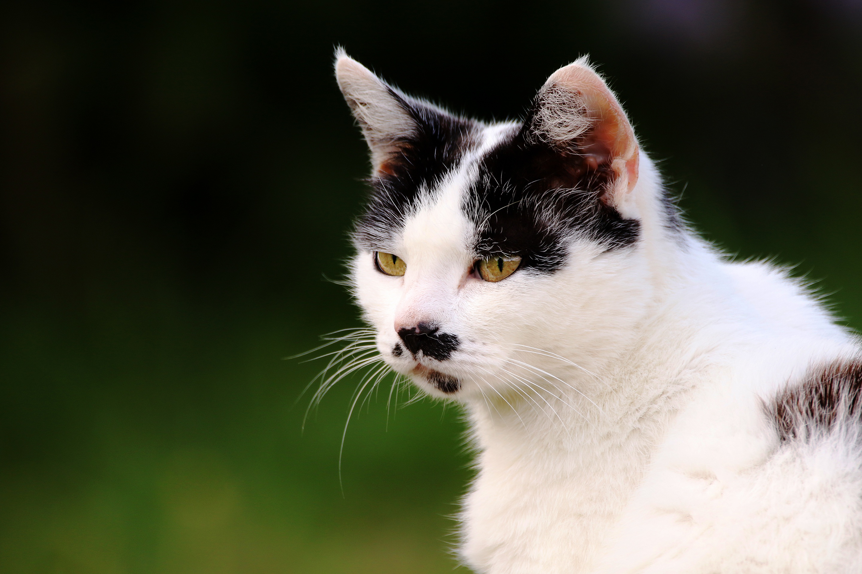 Baixar papel de parede para celular de Gato, Gatos, Animais gratuito.