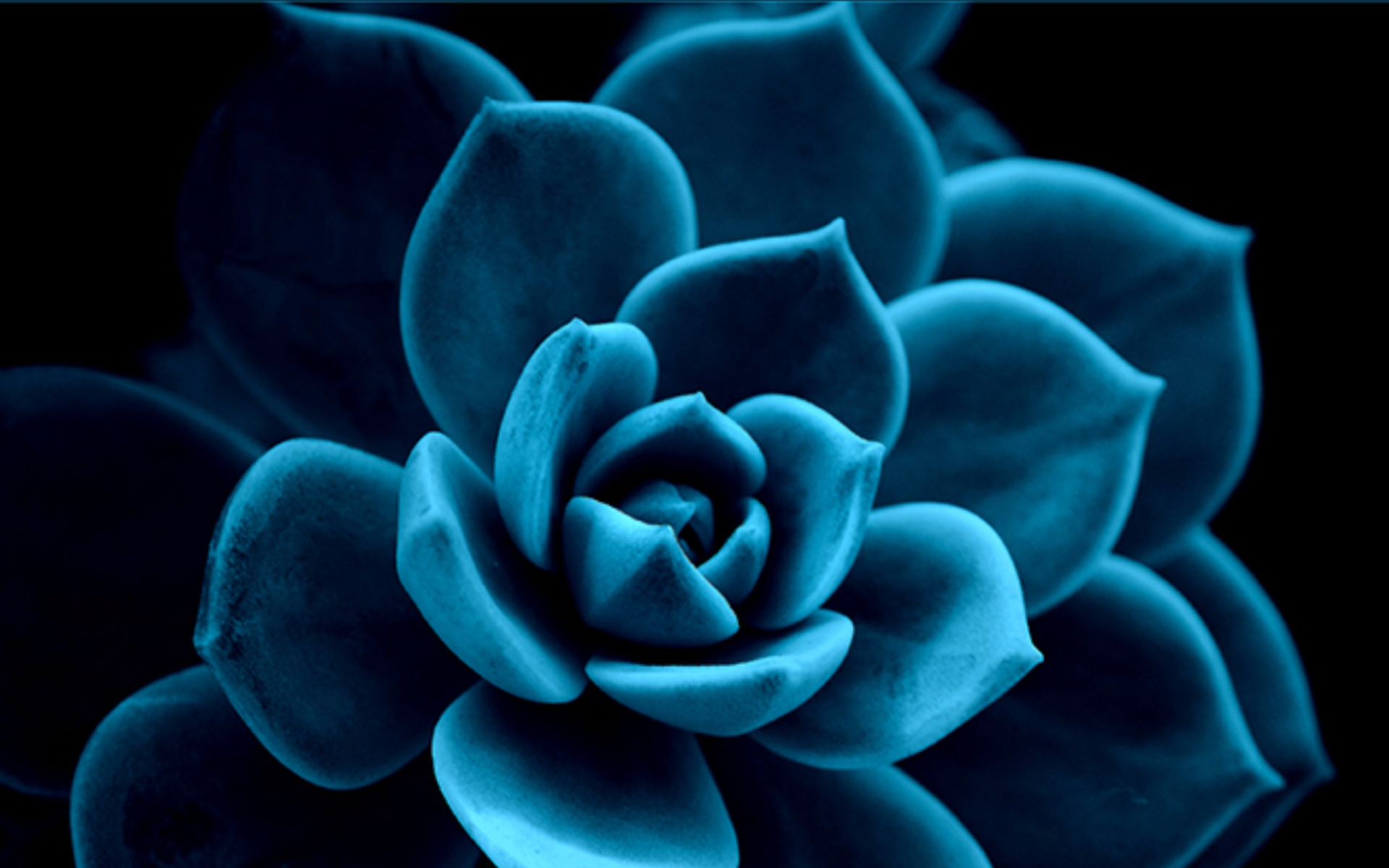 Handy-Wallpaper Blume, Nahansicht, Erde/natur, Planze, Blaue Blume kostenlos herunterladen.