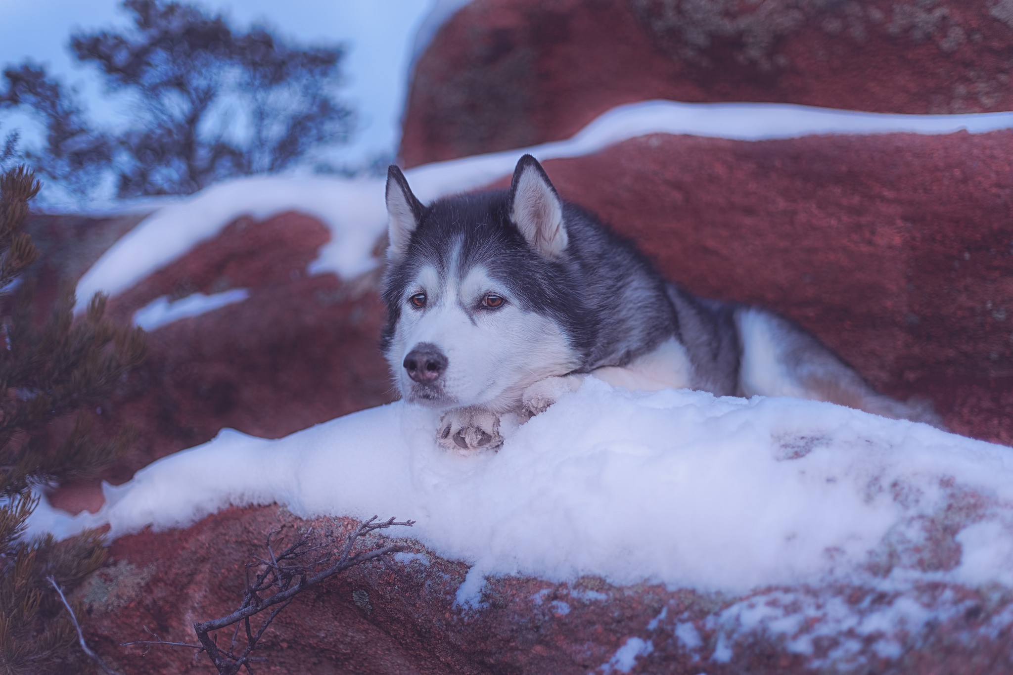 無料モバイル壁紙動物, 冬, 雪, 犬, ハスキーをダウンロードします。