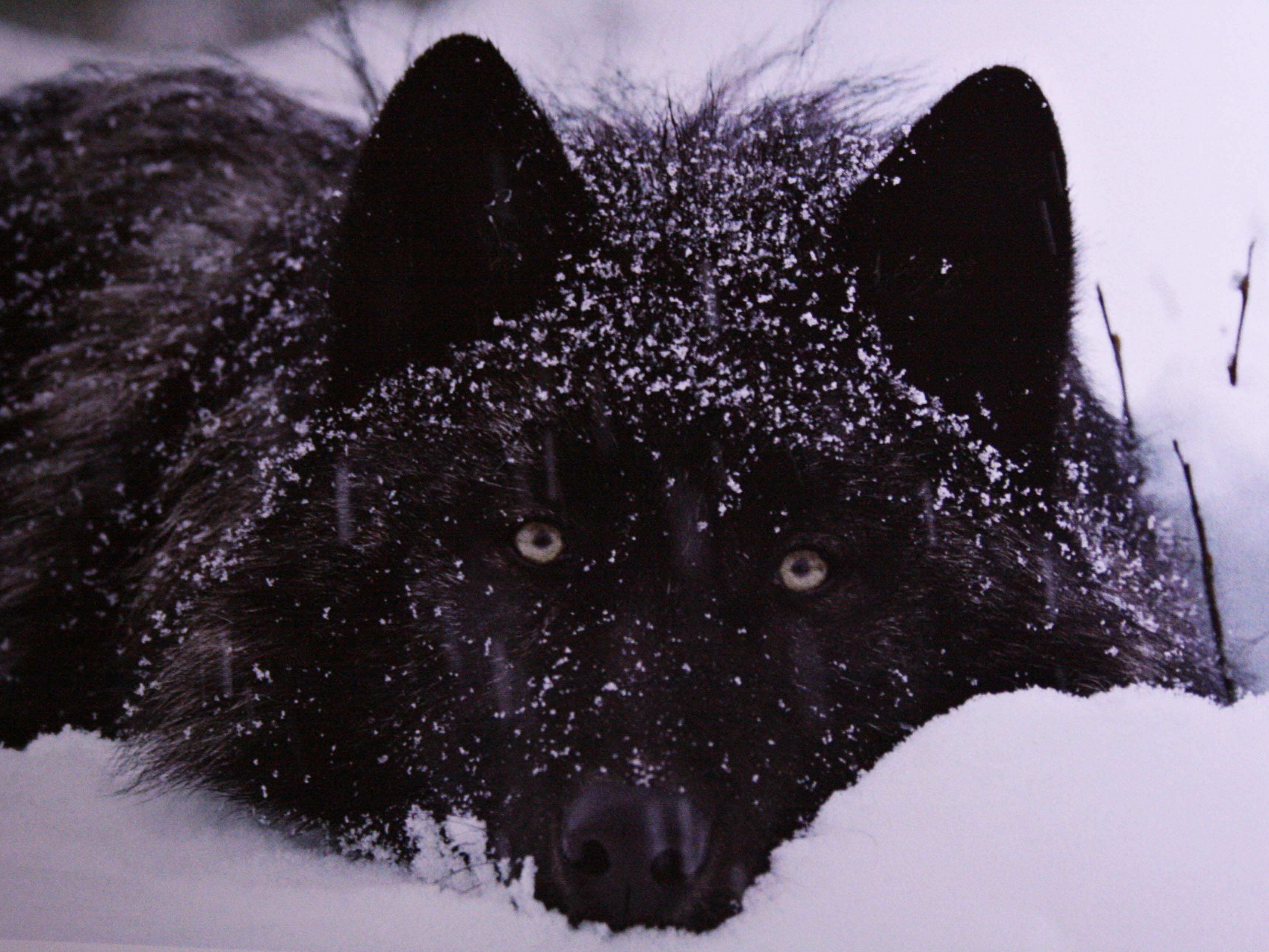 Téléchargez des papiers peints mobile Animaux, Fermer, Loup, Visage, Neiger, Wolves gratuitement.