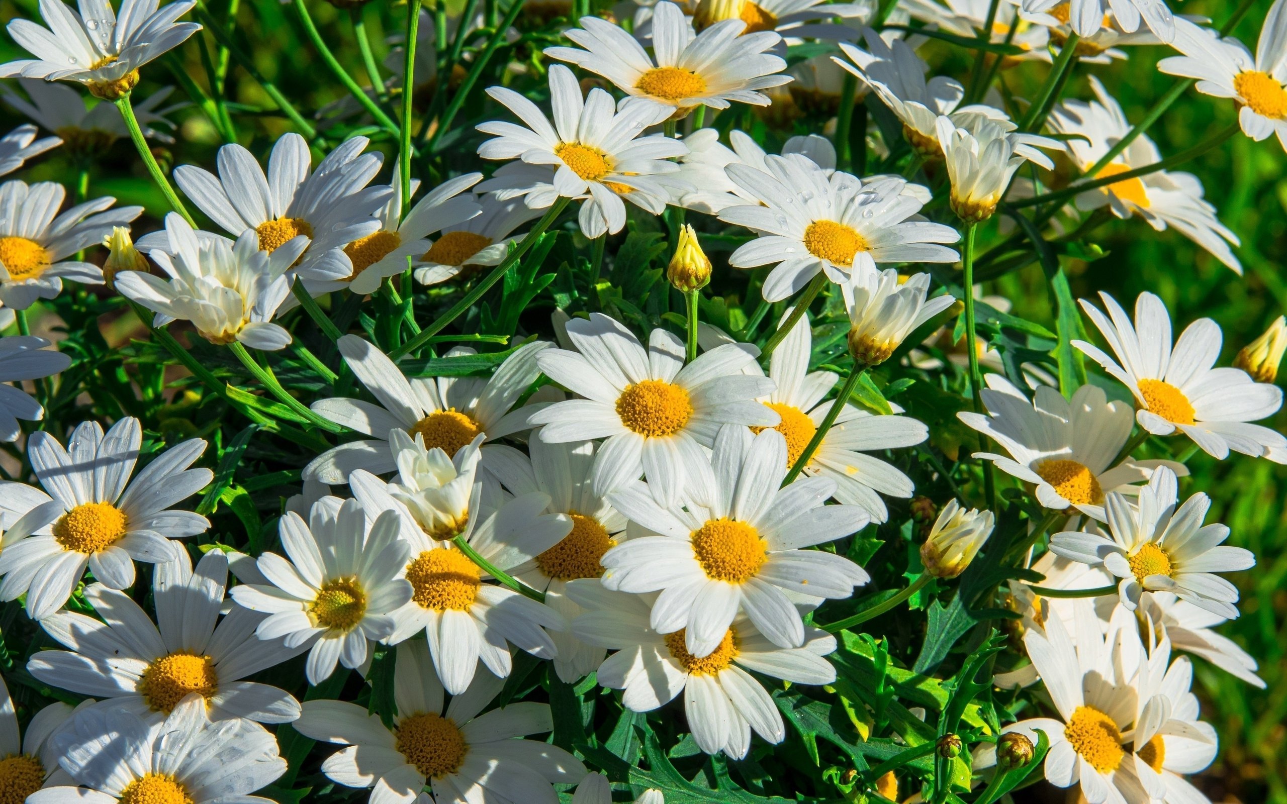 Free download wallpaper Flowers, Flower, Earth, Daisy, White Flower on your PC desktop