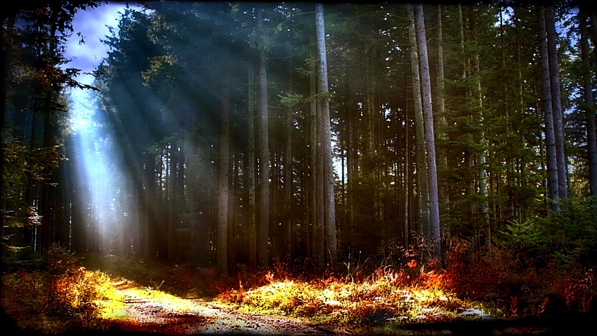 Free download wallpaper Forest, Earth, Path, Sunbeam on your PC desktop