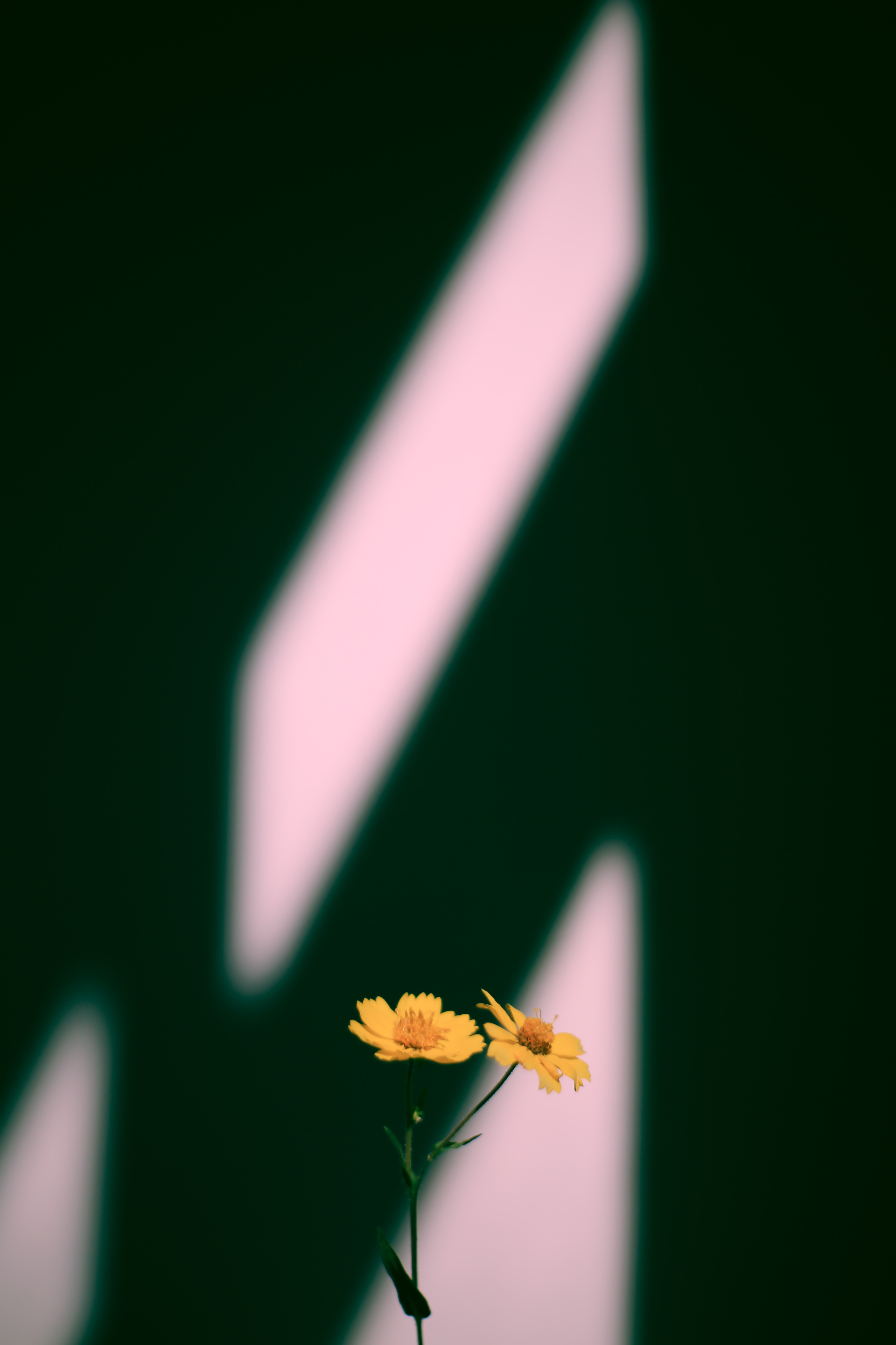 Download mobile wallpaper Flowers, Shadow, Plant for free.