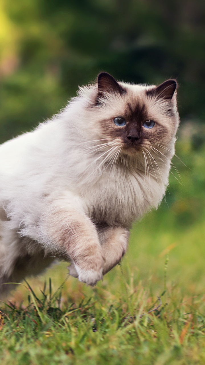 Download mobile wallpaper Cats, Cat, Animal, Blue Eyes, Himalayan Cat for free.