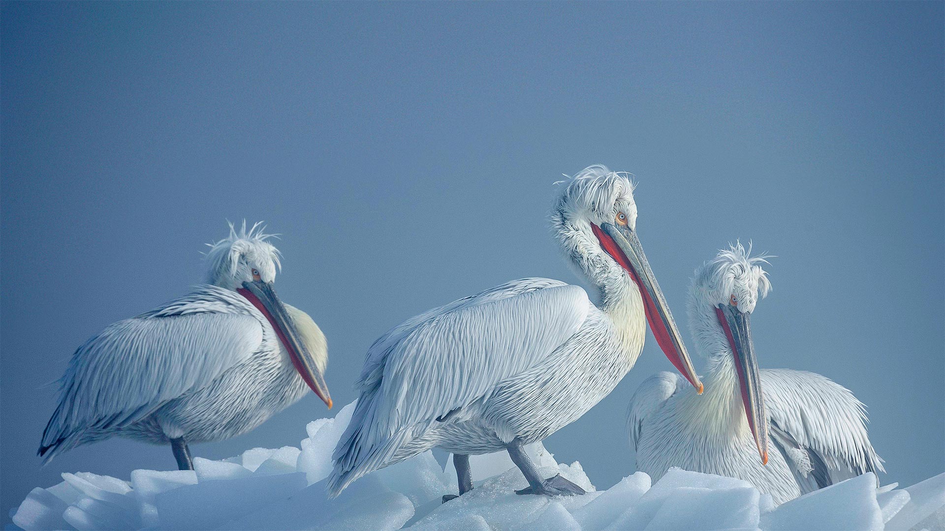 Download mobile wallpaper Birds, Animal, Pelican for free.