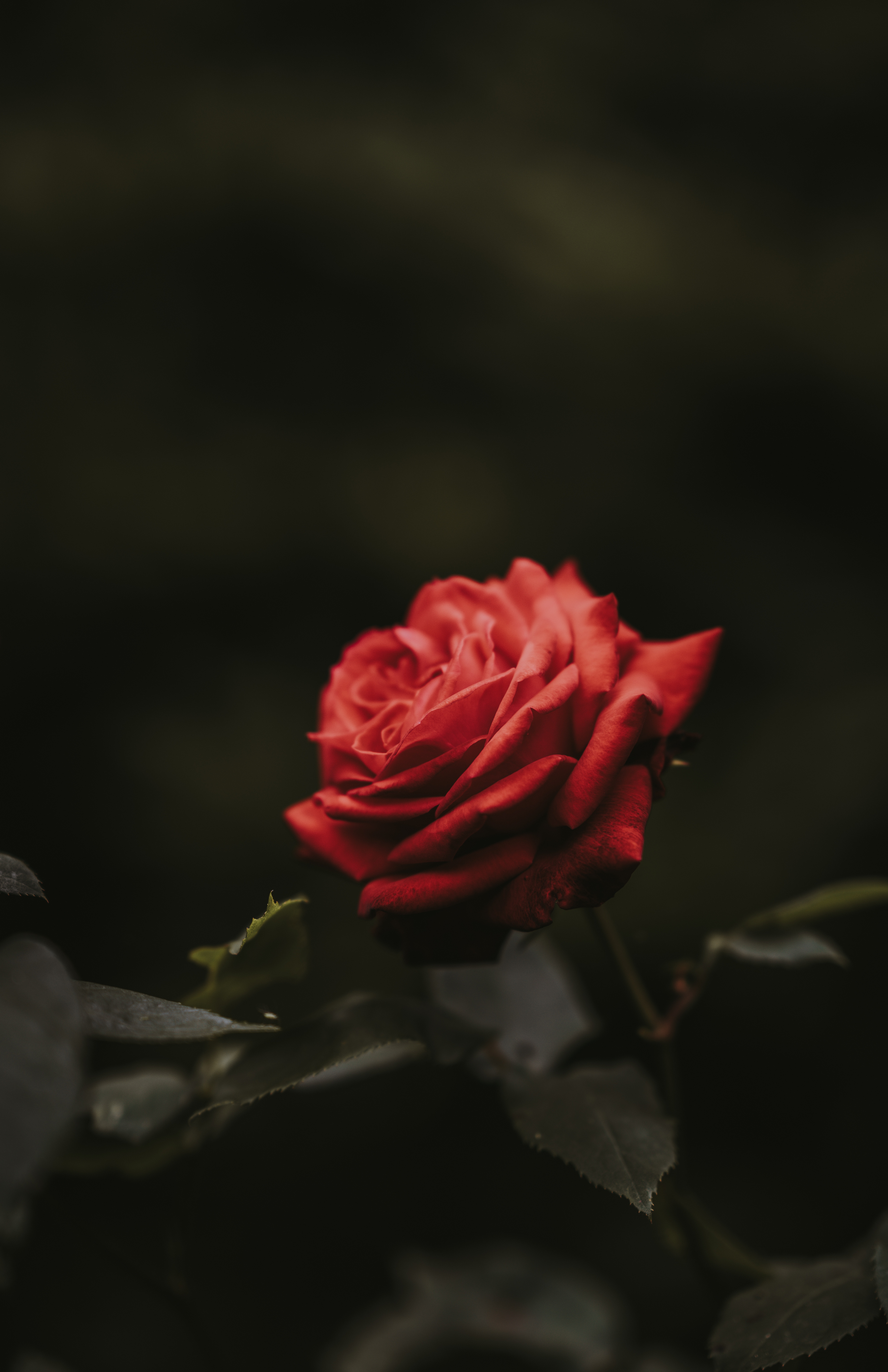PCデスクトップにつぼみ, 蕾, 赤い, ぼやけ, 薔薇, 滑らか, バラの花, フラワーズ, 花画像を無料でダウンロード