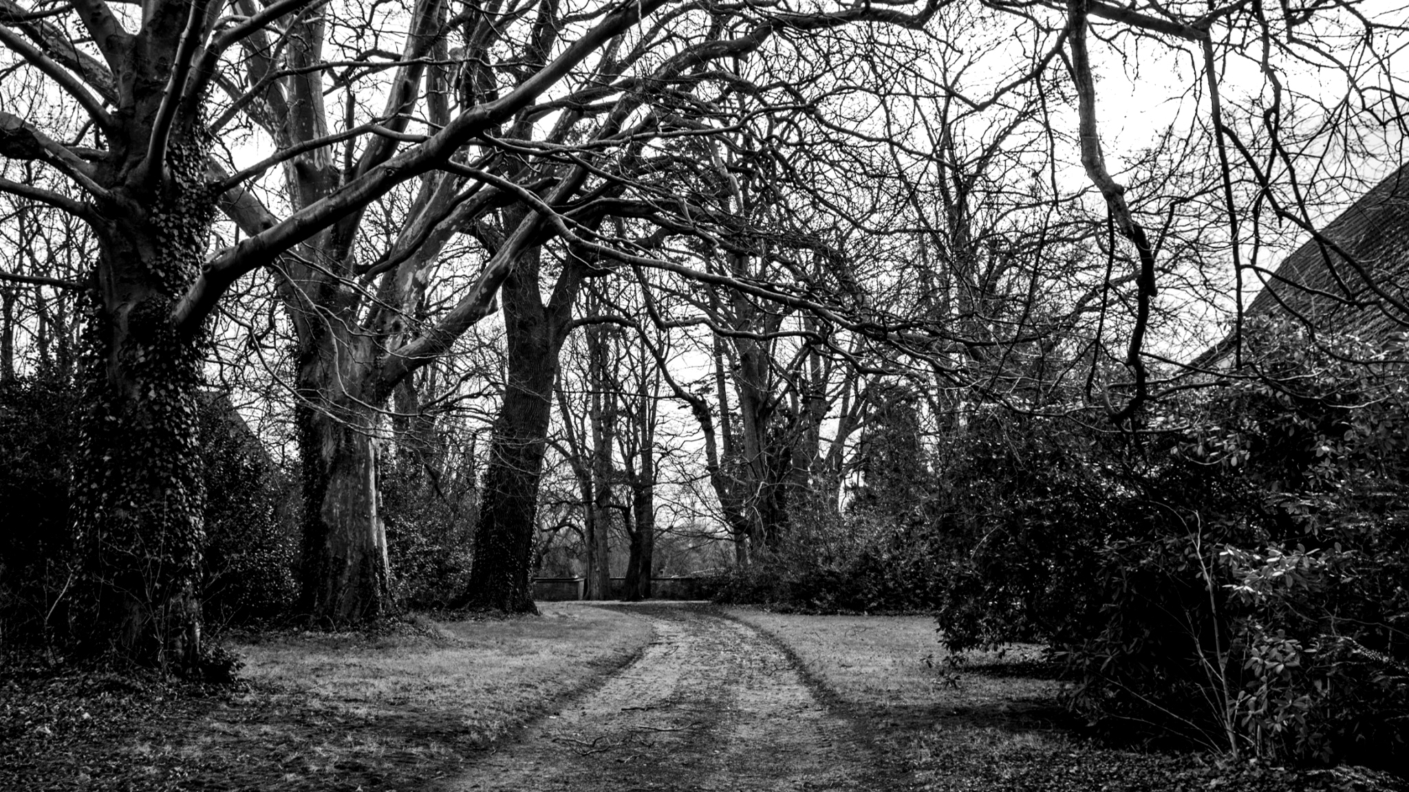 Download mobile wallpaper Bush, Forest, Tree, Earth, Path, Photography, Black & White for free.
