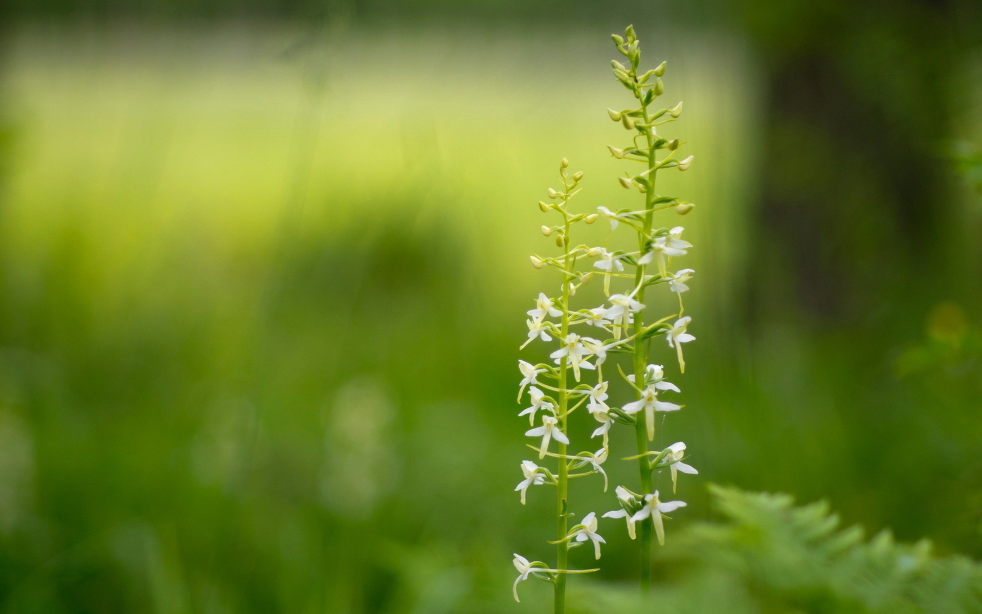 Descarga gratuita de fondo de pantalla para móvil de Flores, Flor, Tierra/naturaleza.