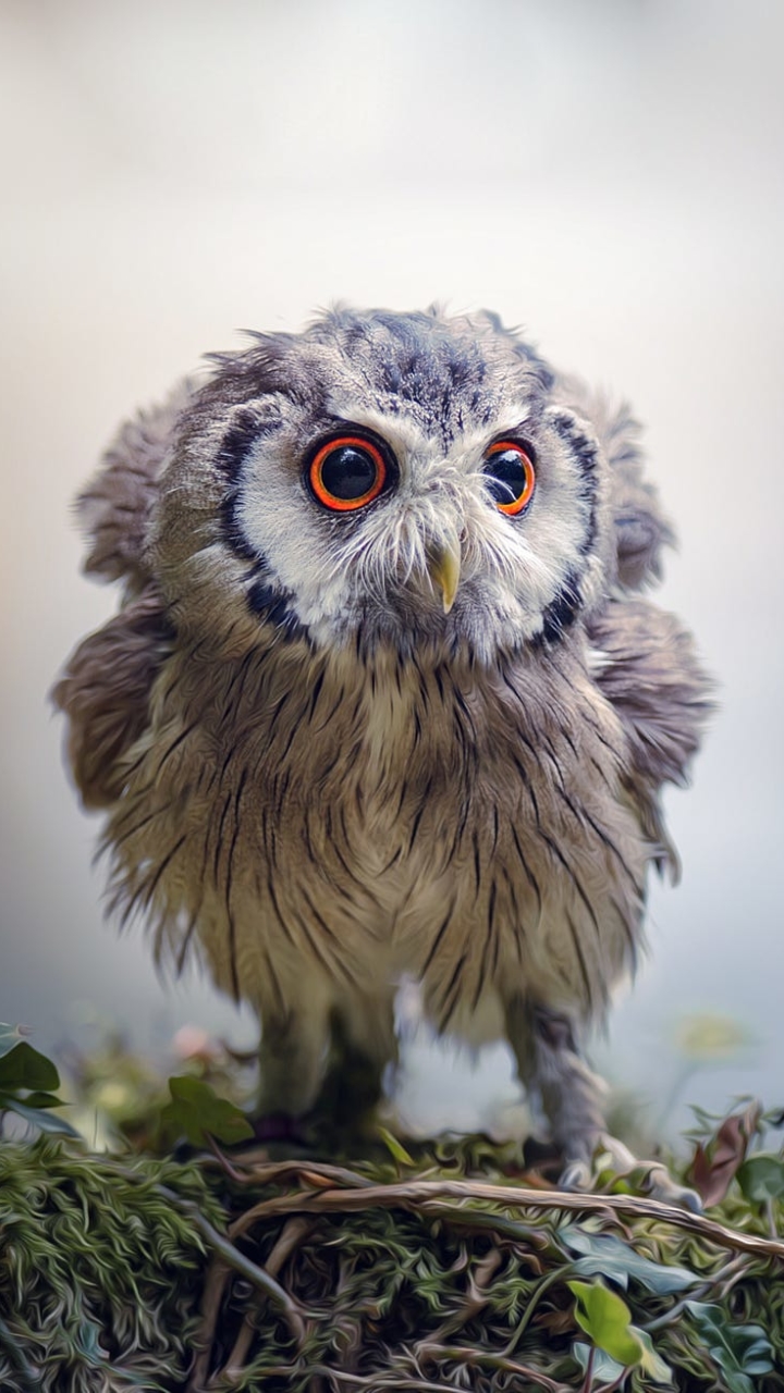 Download mobile wallpaper Birds, Owl, Animal, Cute, Owlet, Baby Animal, Oil Painting for free.