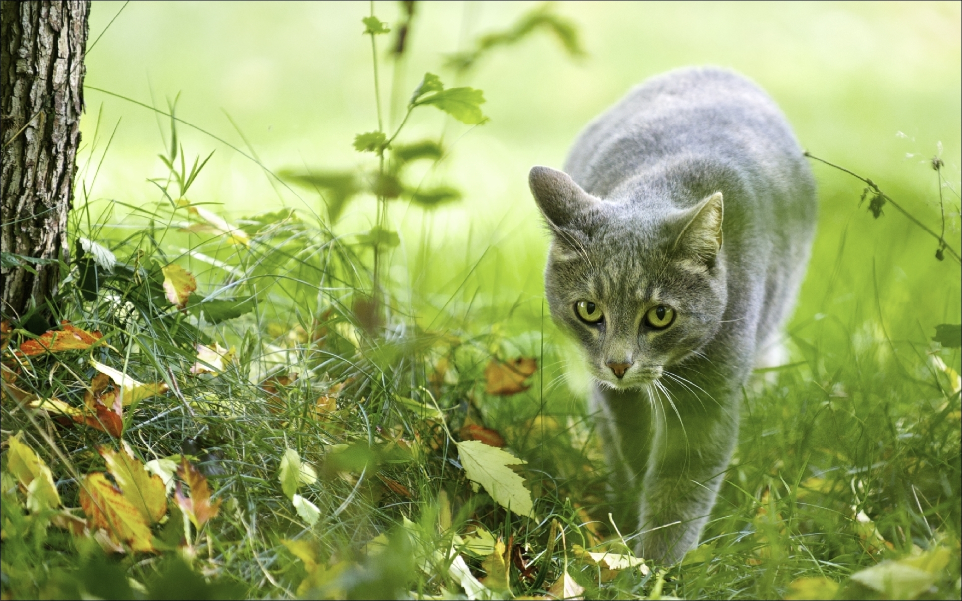 Descarga gratuita de fondo de pantalla para móvil de Animales, Gato.