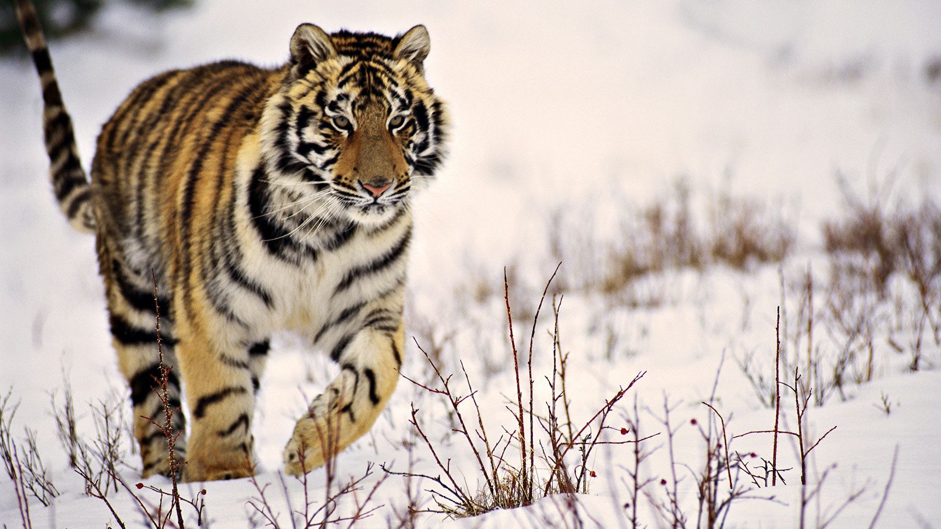 Descarga gratis la imagen Animales, Hierba, Nieve, Depredador, Paseo, Tigre en el escritorio de tu PC