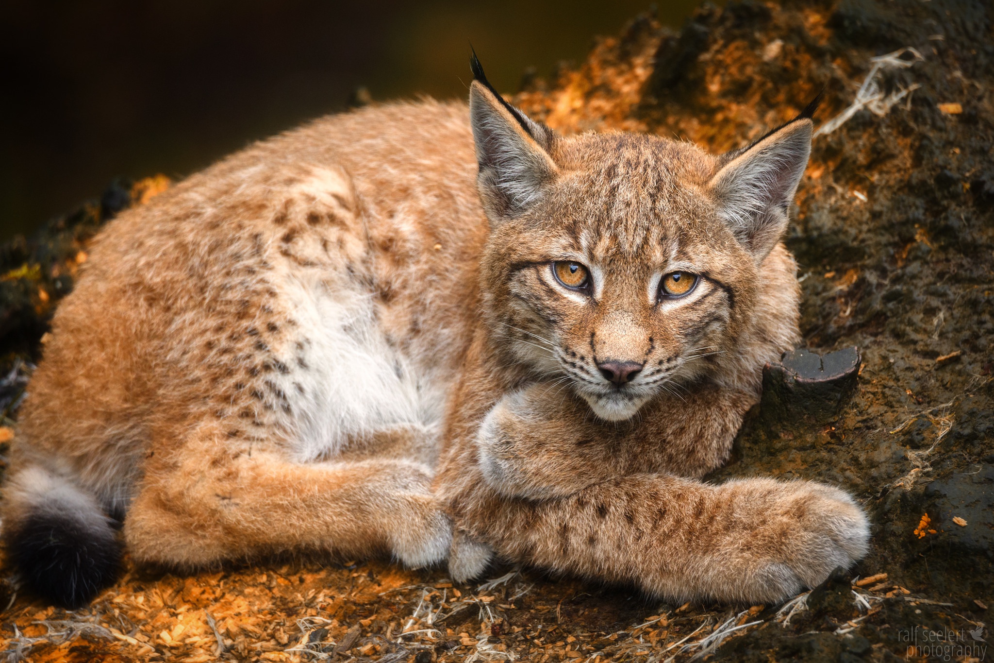 Handy-Wallpaper Luchs, Katzen, Tiere kostenlos herunterladen.