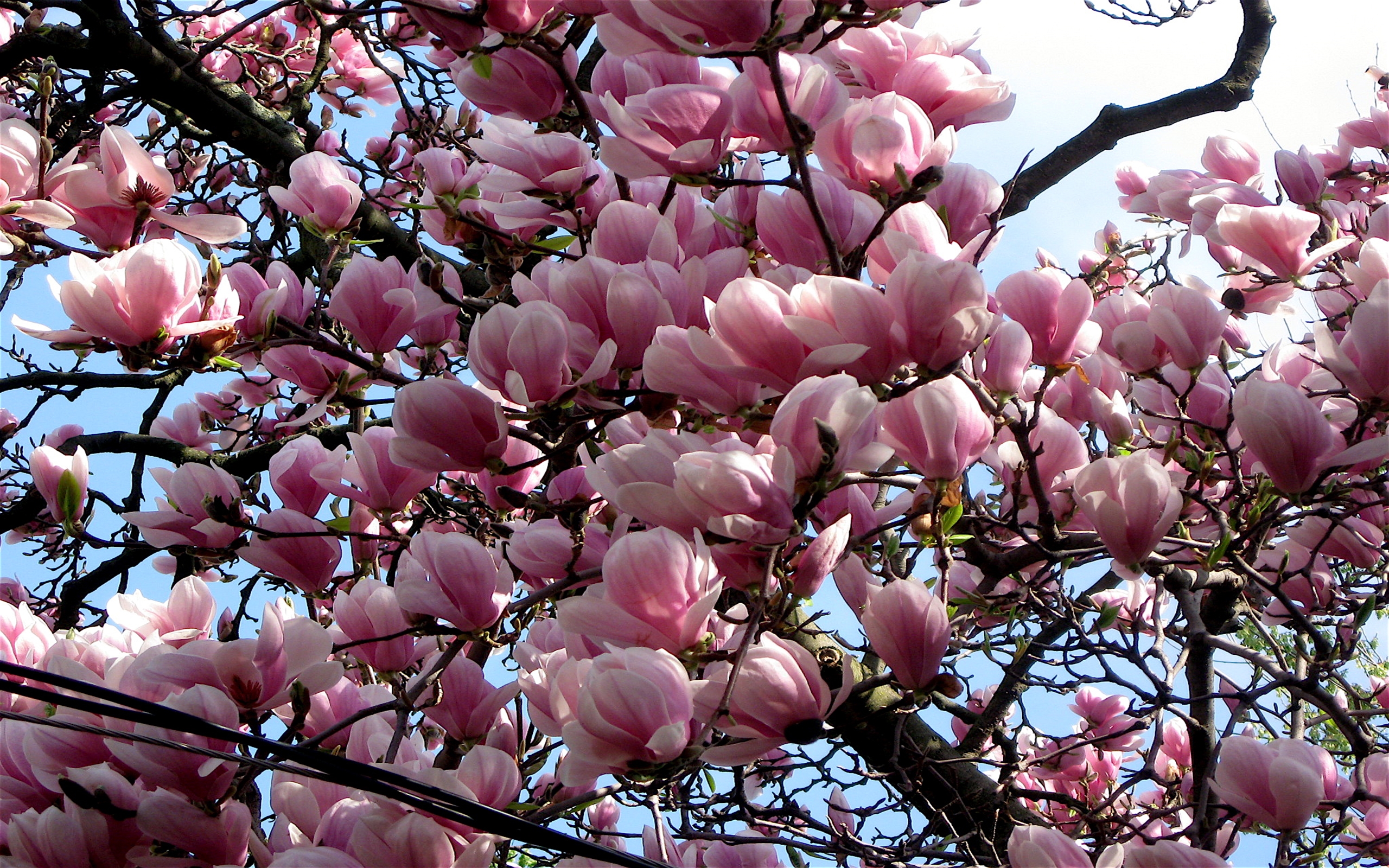 382151 Hintergrundbild herunterladen erde/natur, magnolie, blüte, ast, baum, bäume - Bildschirmschoner und Bilder kostenlos