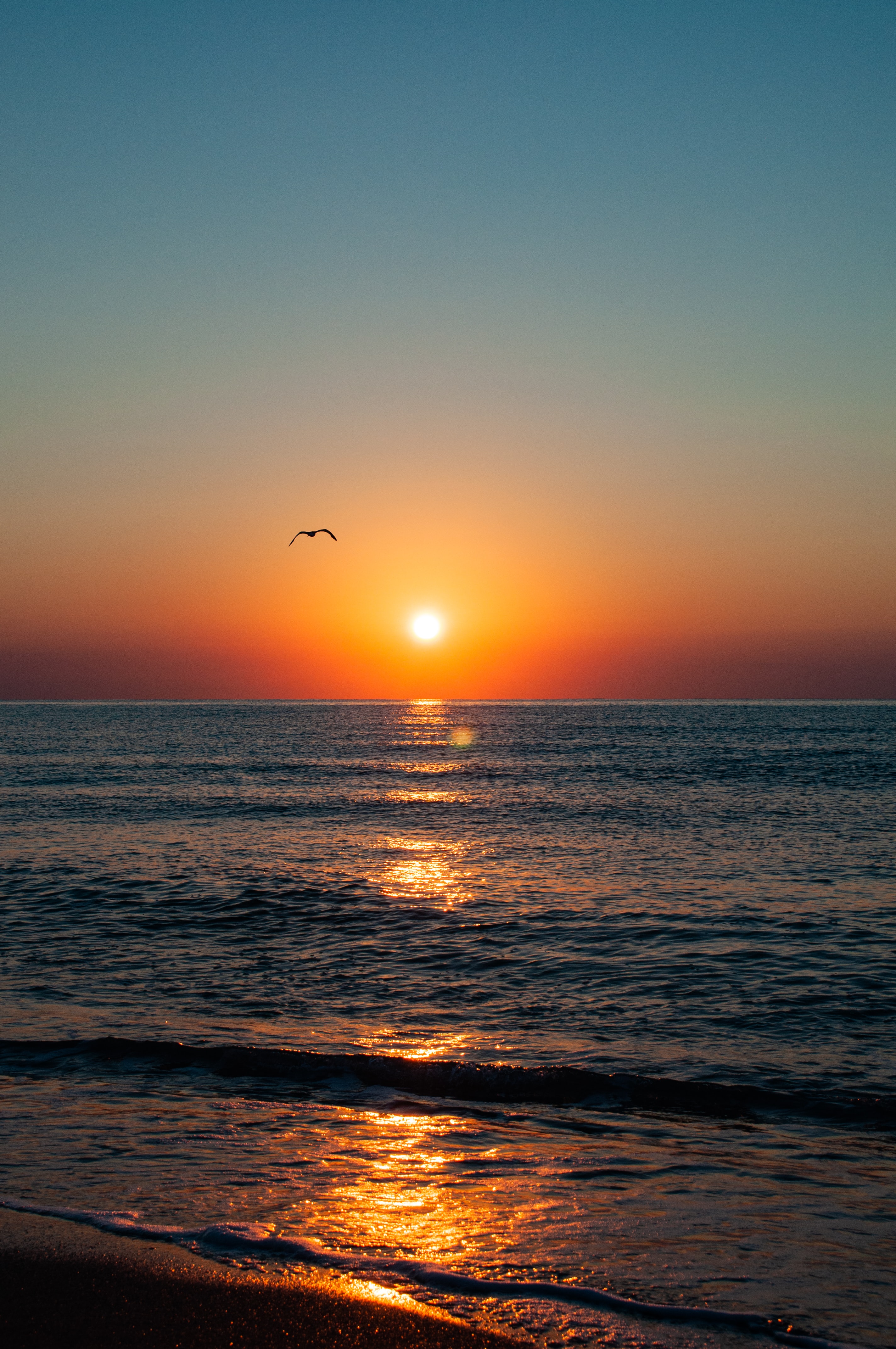 sea, sunset, nature, horizon, coast, glare, gull, seagull