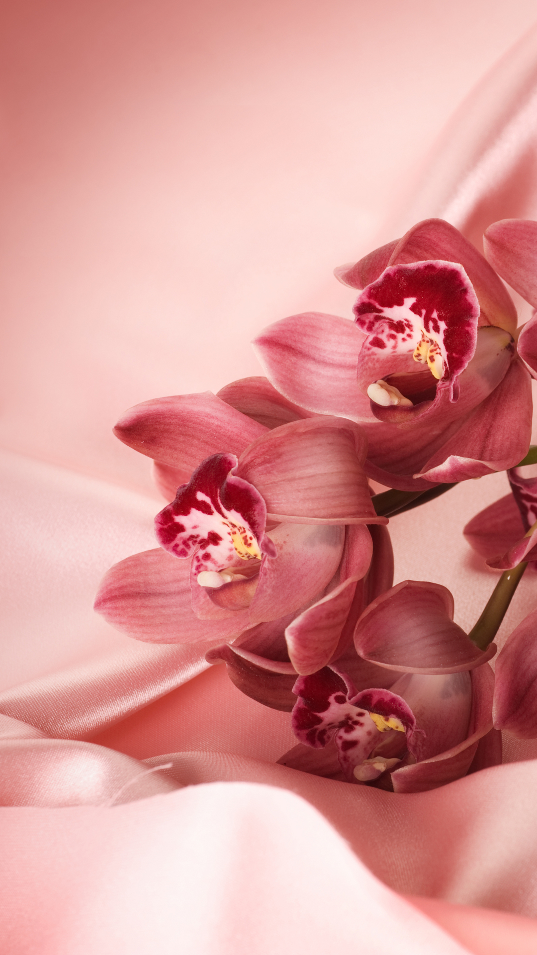 Download mobile wallpaper Flowers, Flower, Close Up, Earth, Orchid for free.