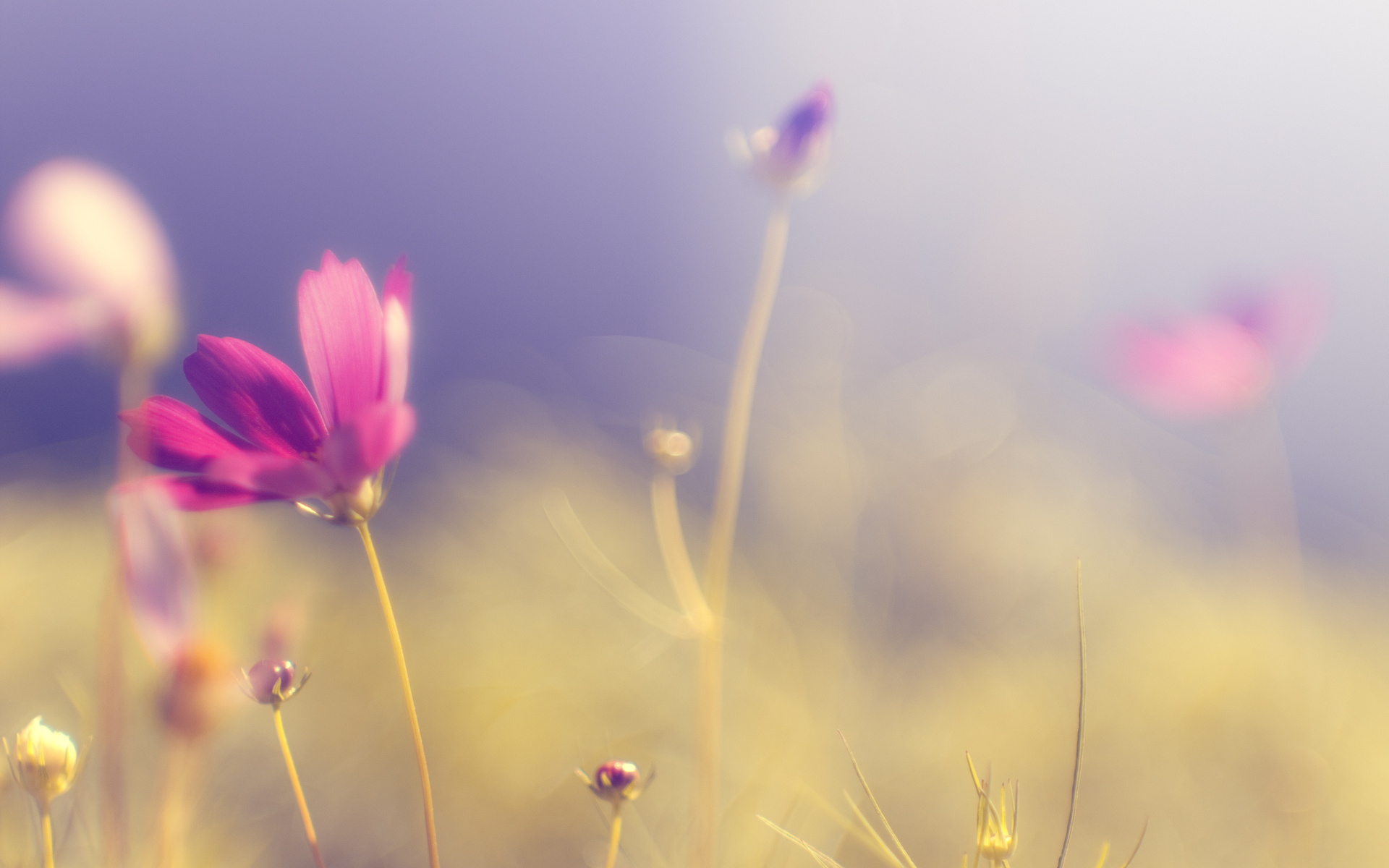 Laden Sie das Blumen, Blume, Erde/natur-Bild kostenlos auf Ihren PC-Desktop herunter