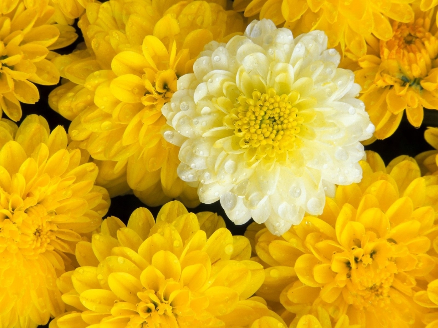 Téléchargez gratuitement l'image Plantes, Fleurs sur le bureau de votre PC