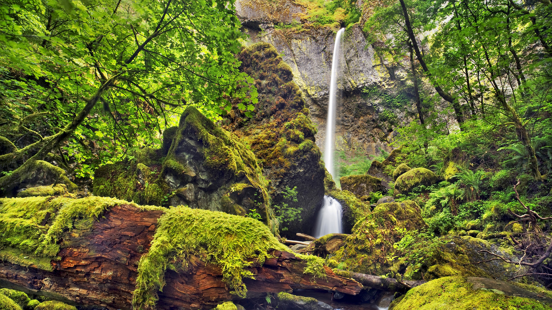 Handy-Wallpaper Dschungel, Szene, Moos, Wasserfall, Wasserfälle, Wald, Erde/natur, Landschaft kostenlos herunterladen.