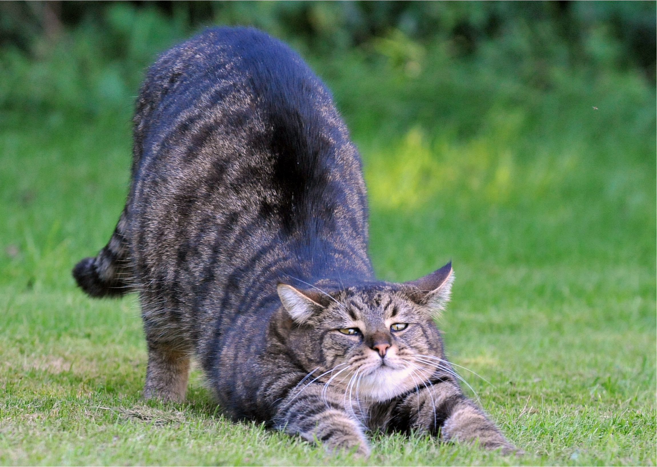 Handy-Wallpaper Katze, Katzen, Tiere kostenlos herunterladen.