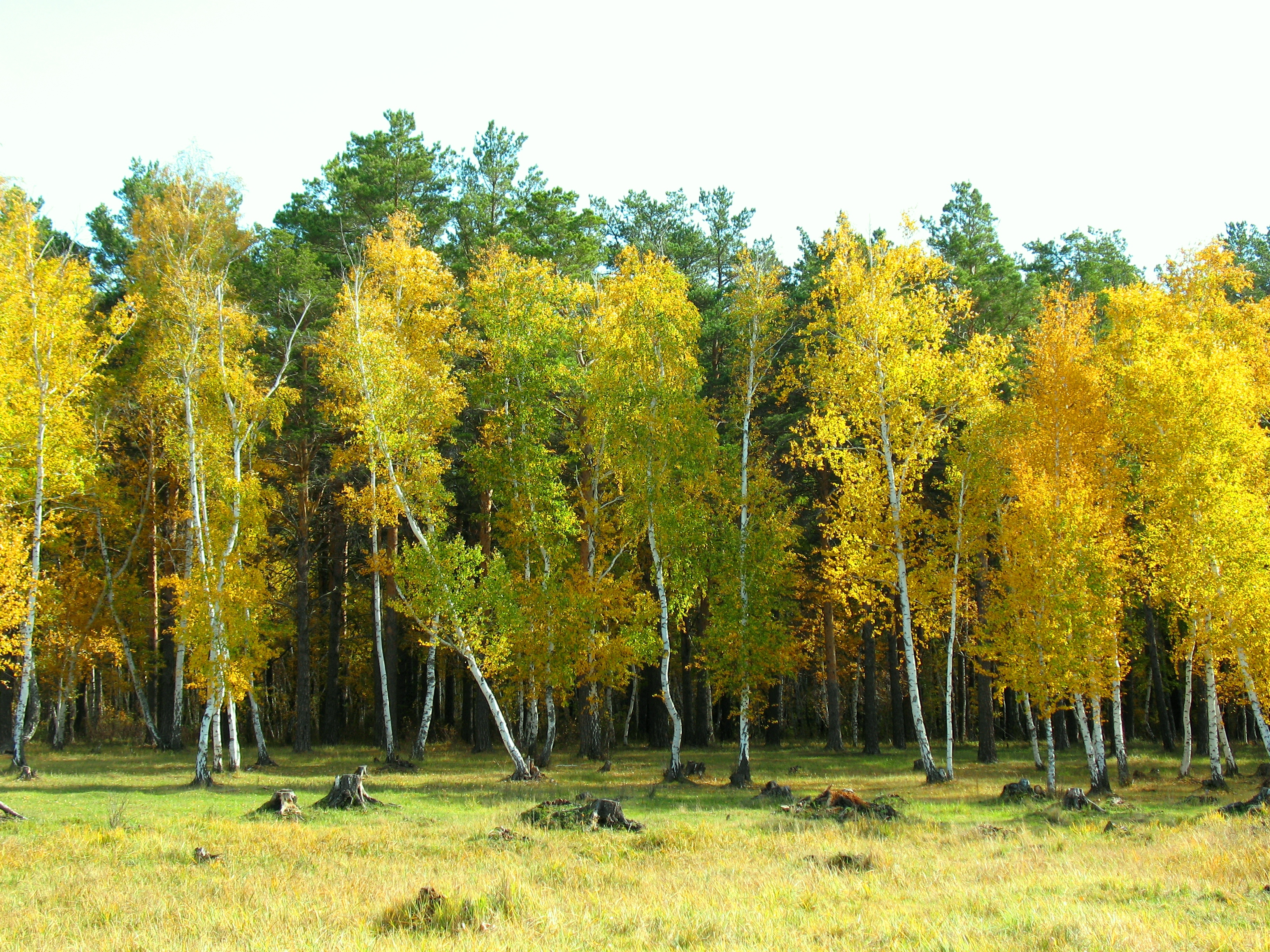 Download mobile wallpaper Arykbalyk, Arykbalik, Nature, Forest, Landscape, Autumn for free.