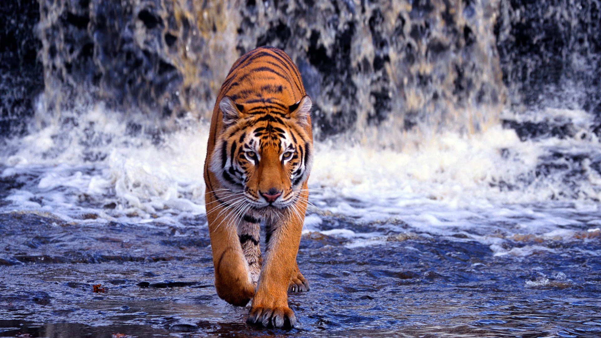 Скачать картинку Животные, Тигр в телефон бесплатно.