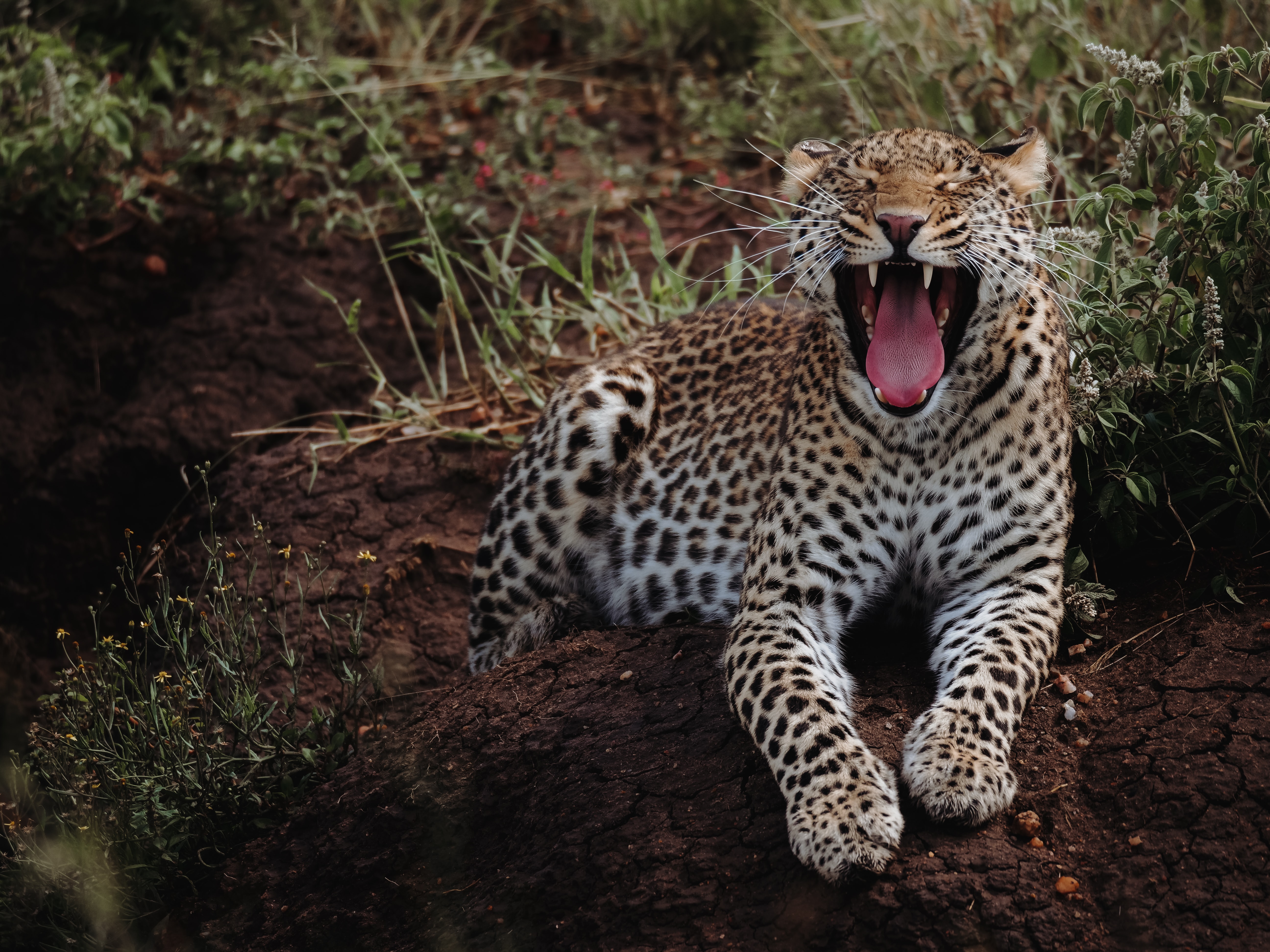 144926 Bild herunterladen tiere, wild, leopard, raubtier, predator, große katze, big cat, zev, kehle - Hintergrundbilder und Bildschirmschoner kostenlos