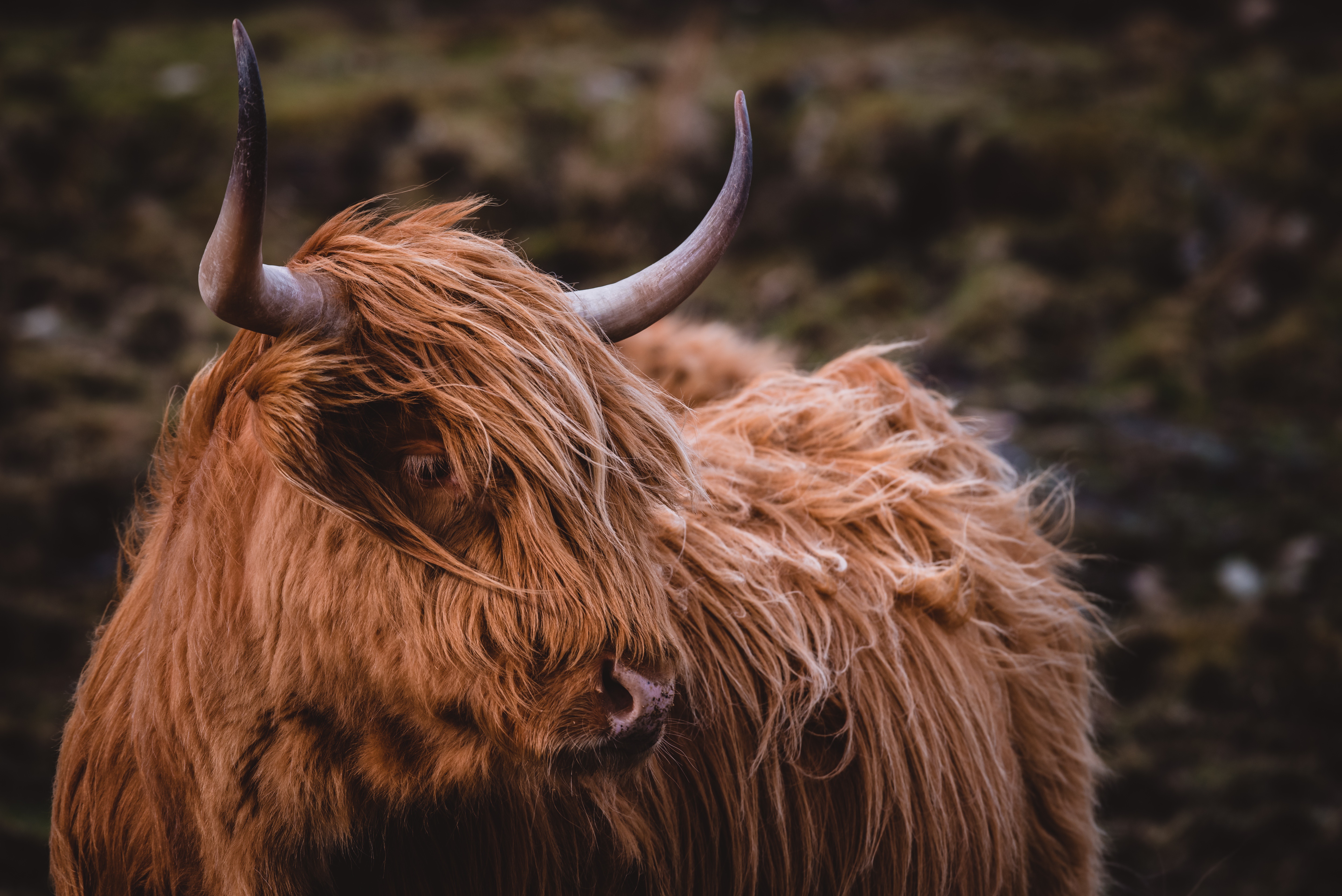 943172 télécharger l'image bovins des highlands, vache, animaux - fonds d'écran et économiseurs d'écran gratuits