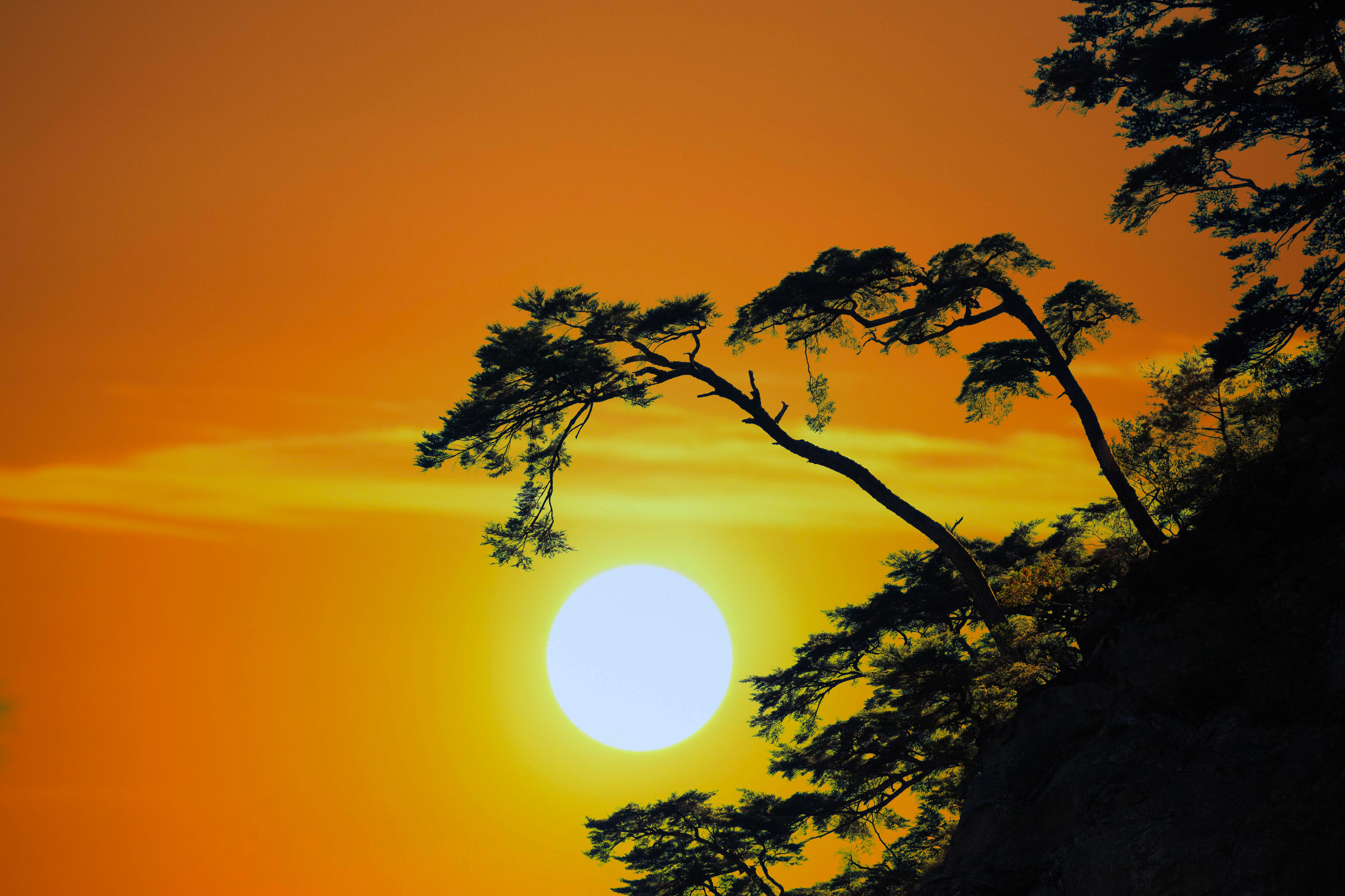 Free download wallpaper Sunset, Sun, Tree, Earth on your PC desktop